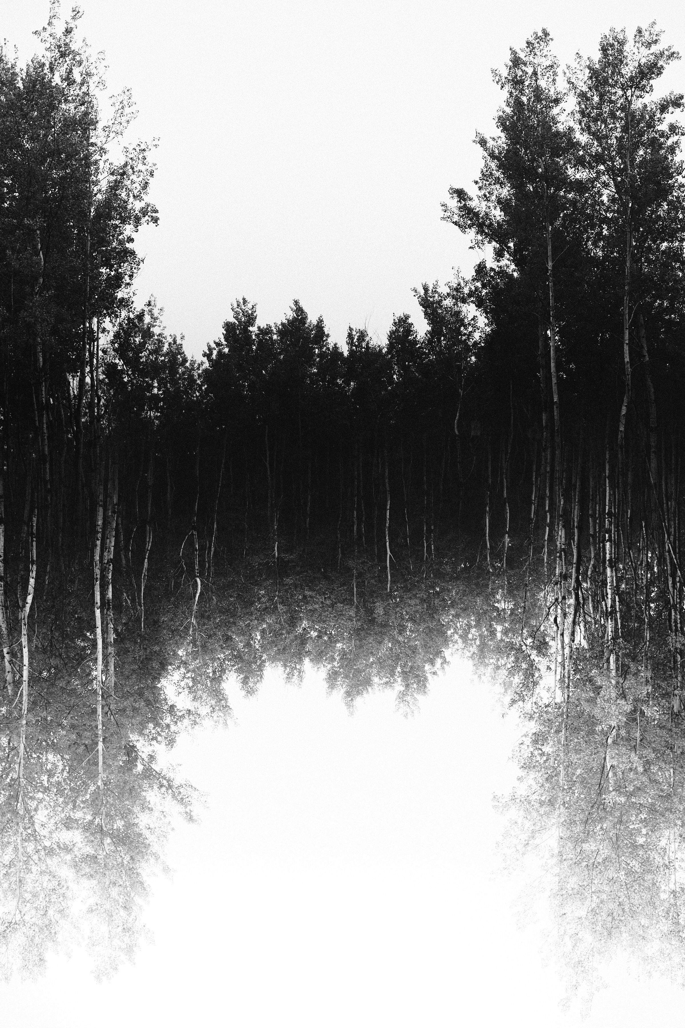 Trees along the road