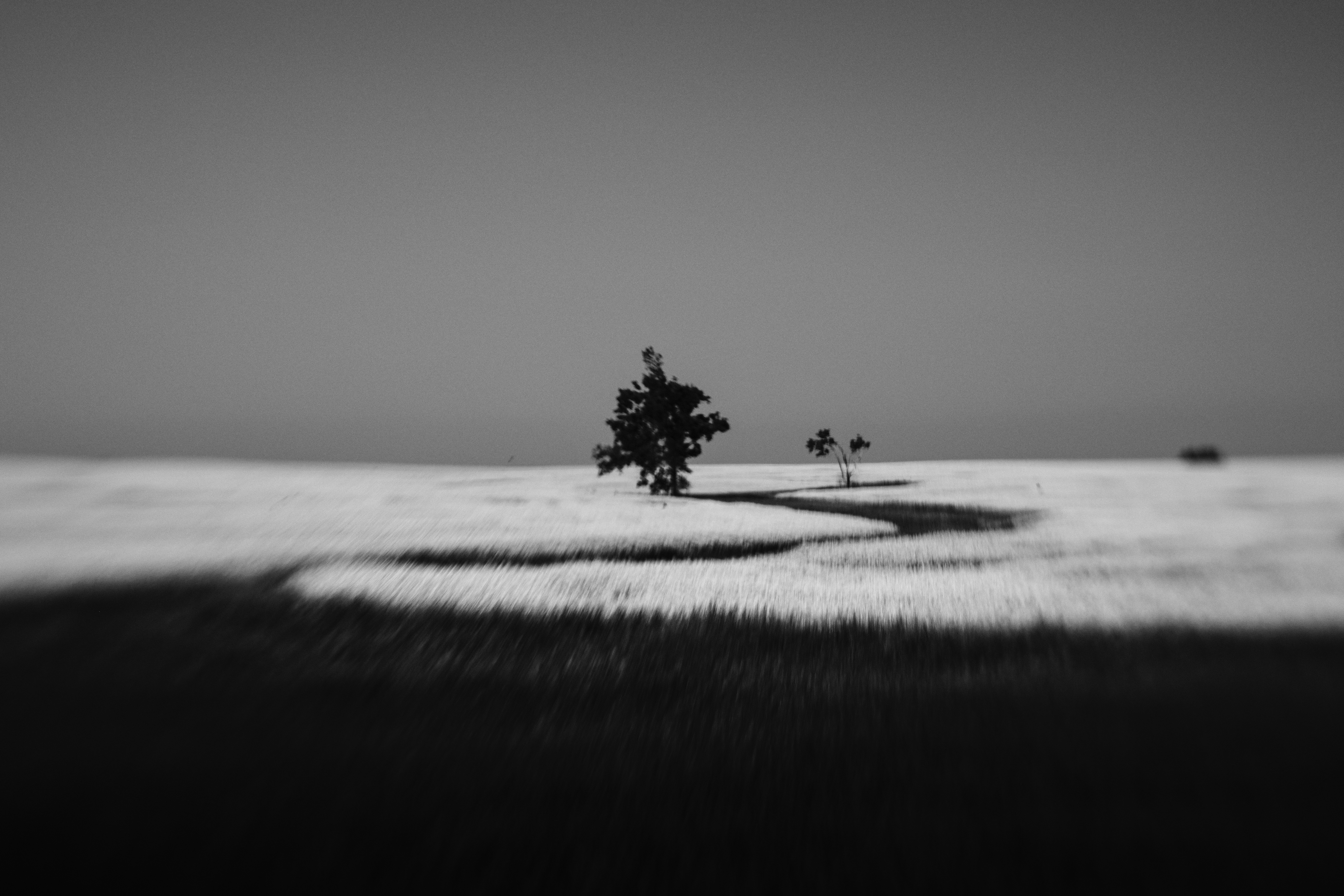 Trees on the prairie