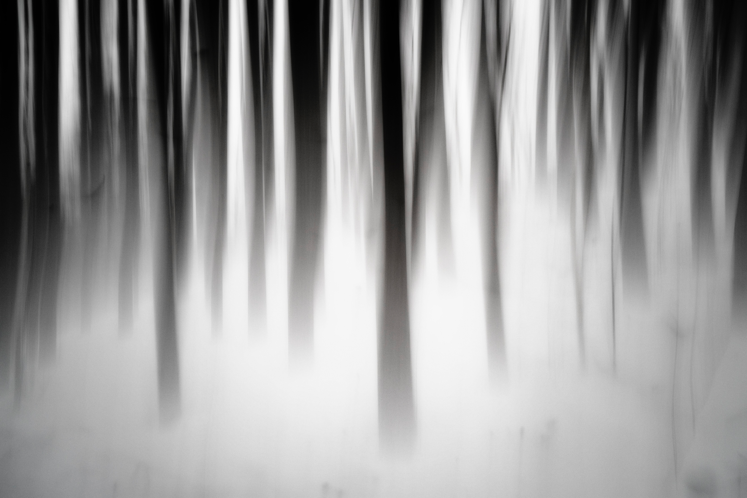 Trees near the river