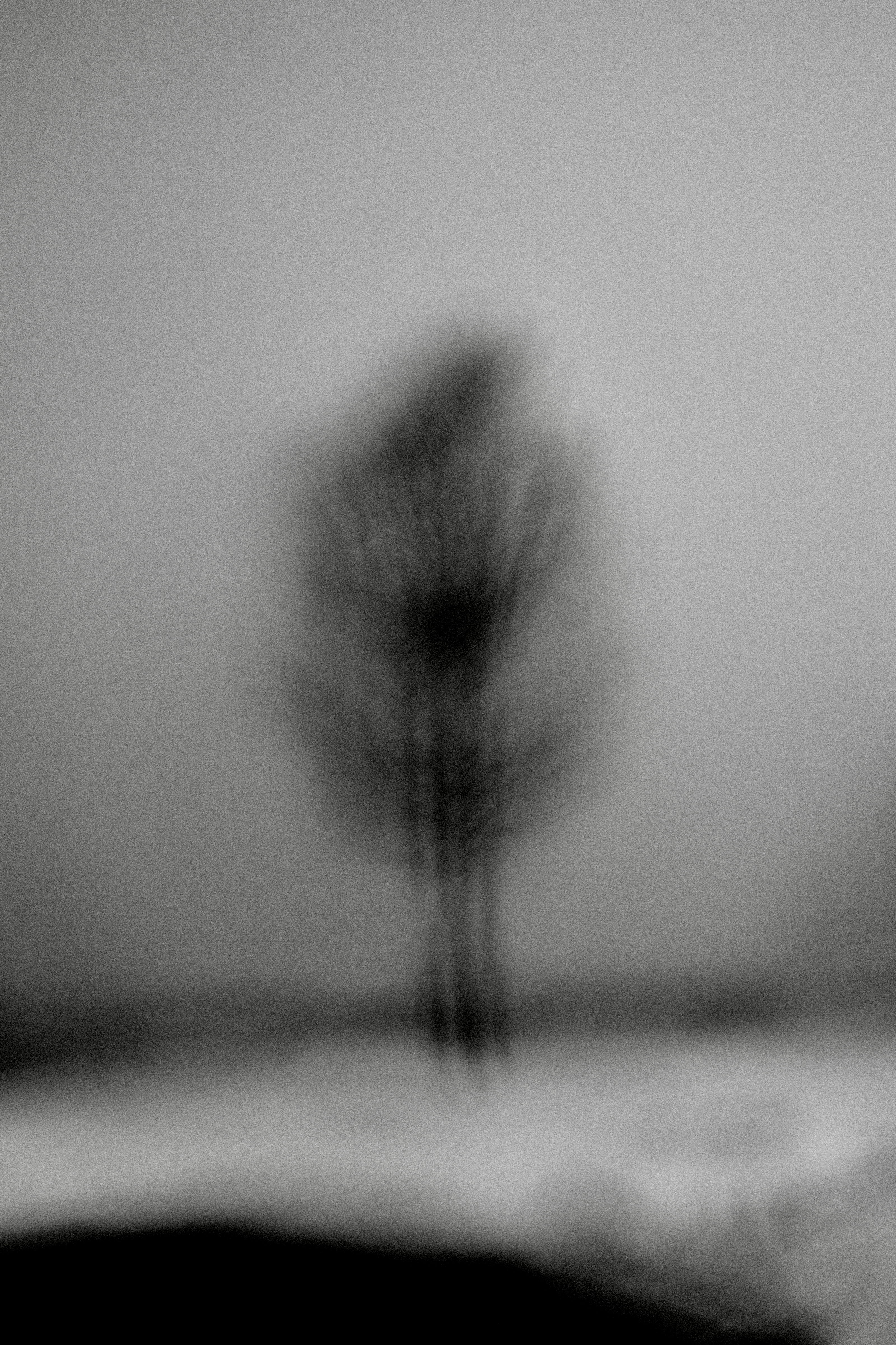 Out of Focus Tree