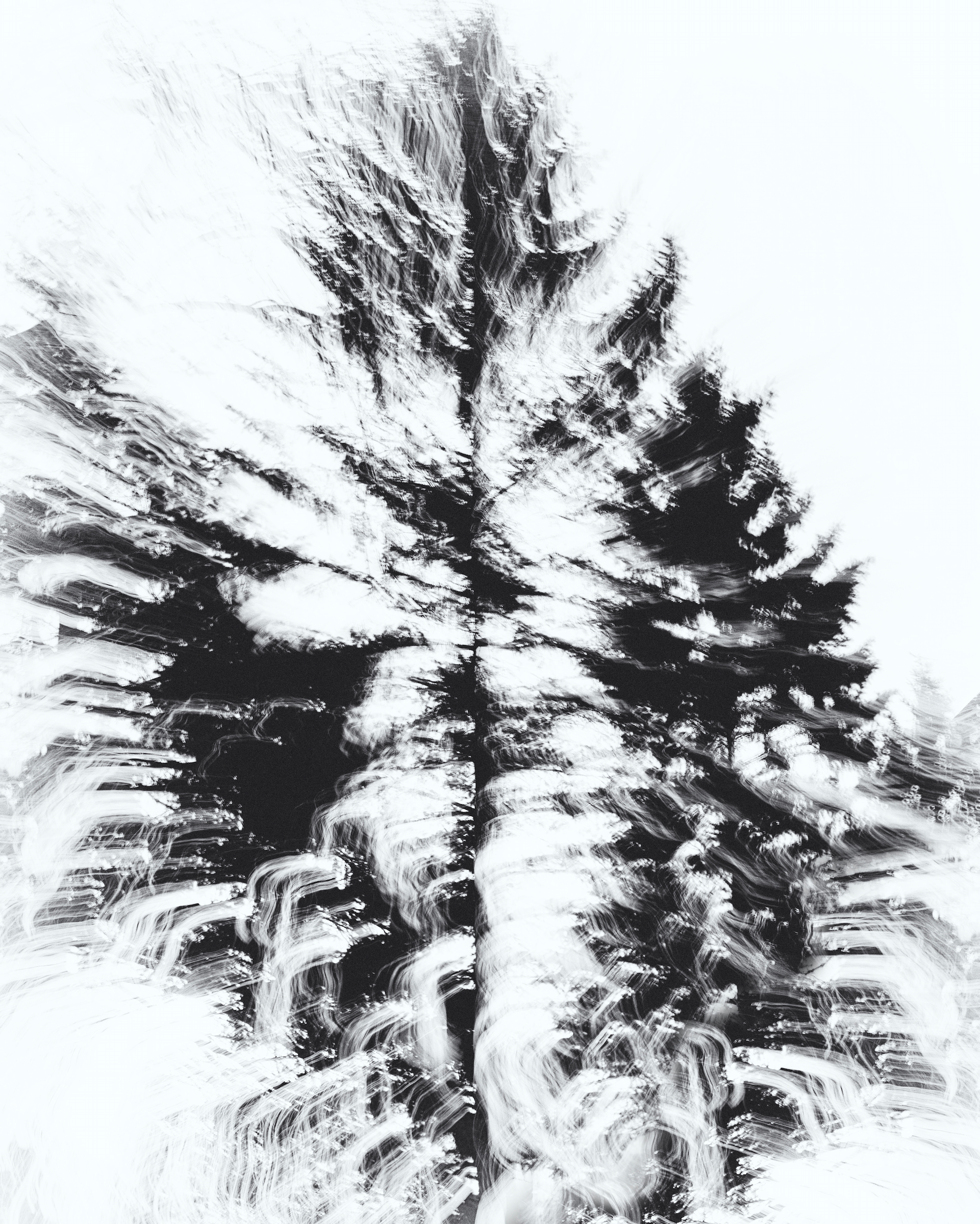 Pine Zoom Burst