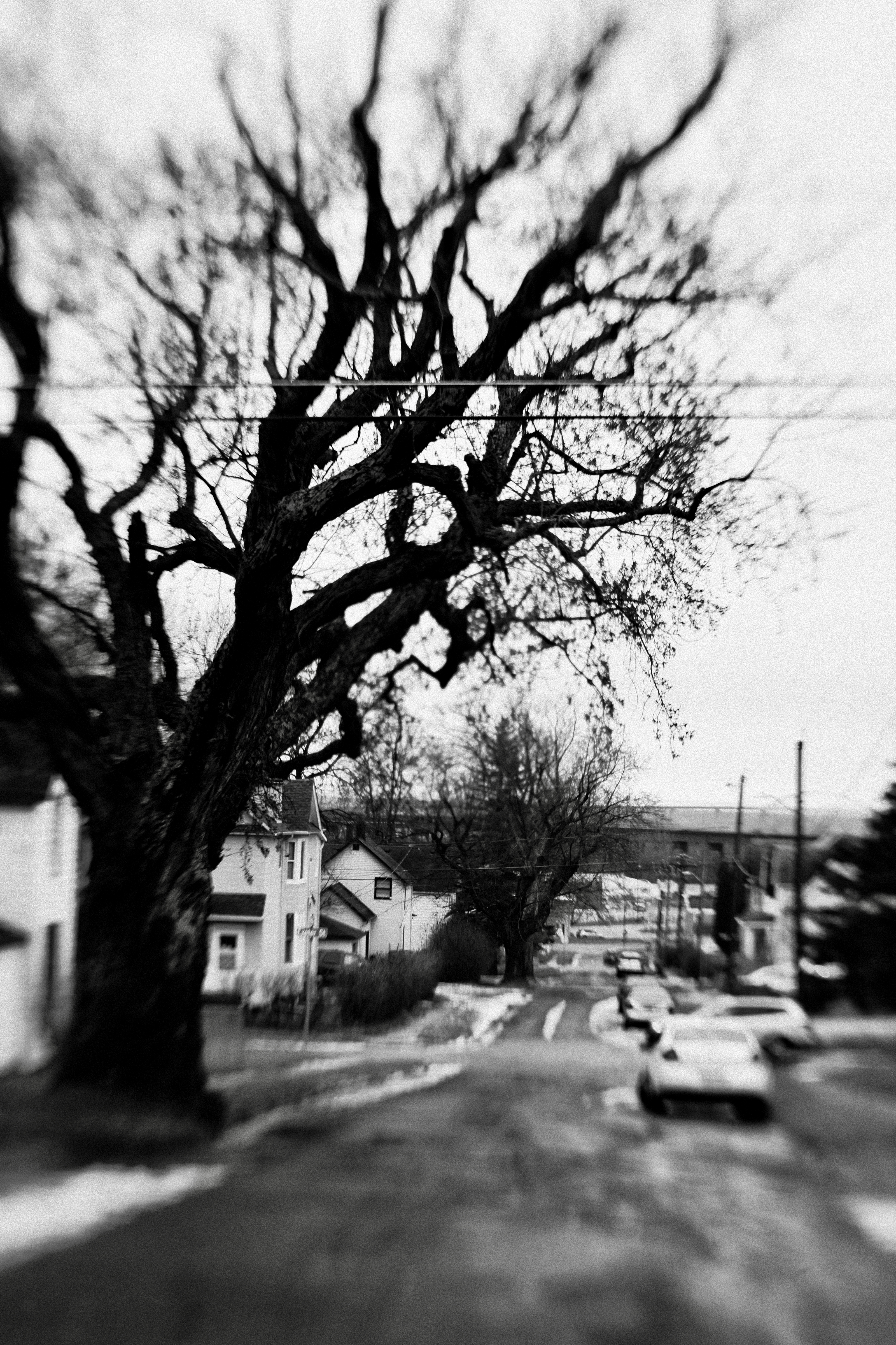 Trees side street