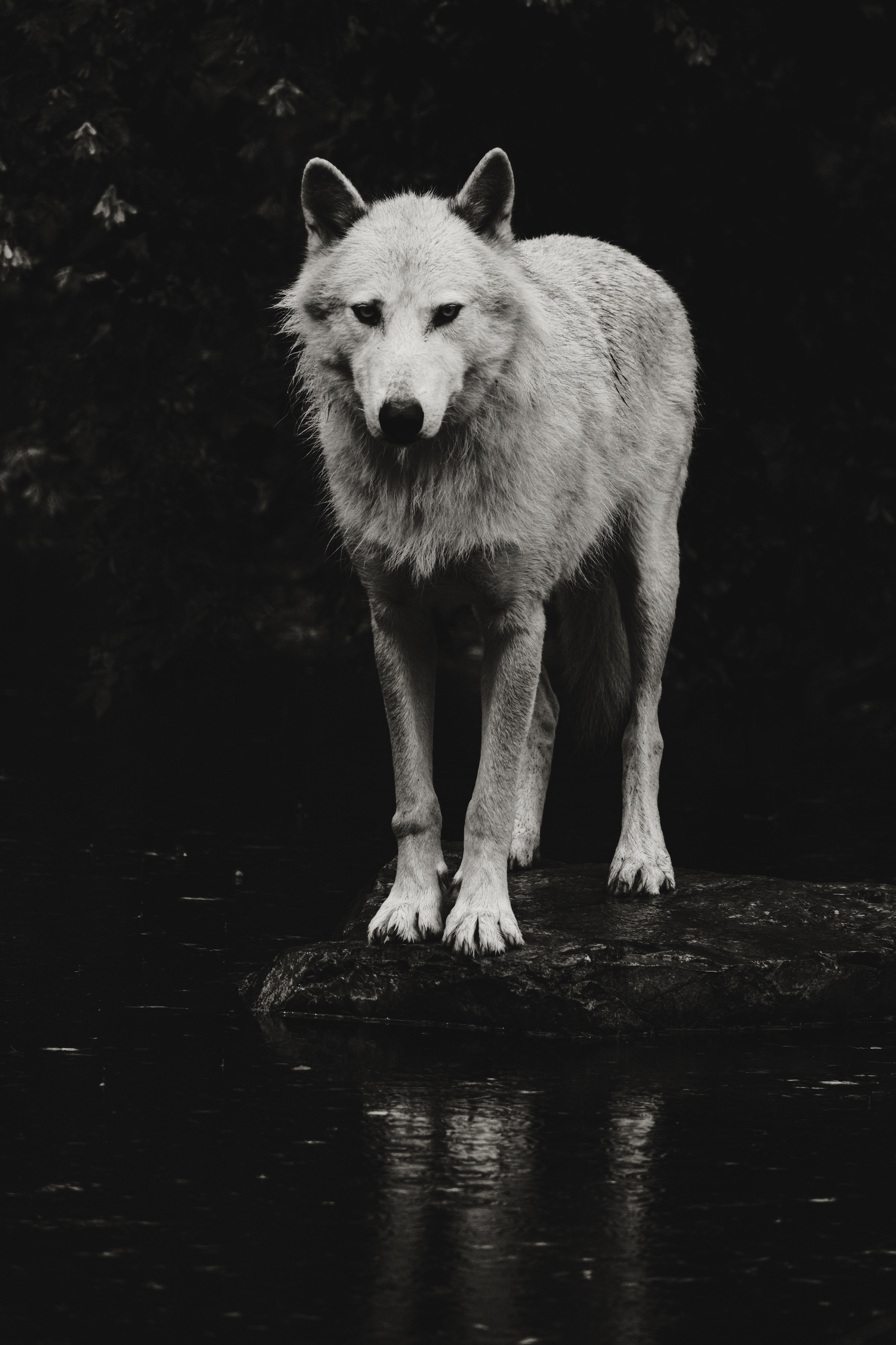 White wolf by the water