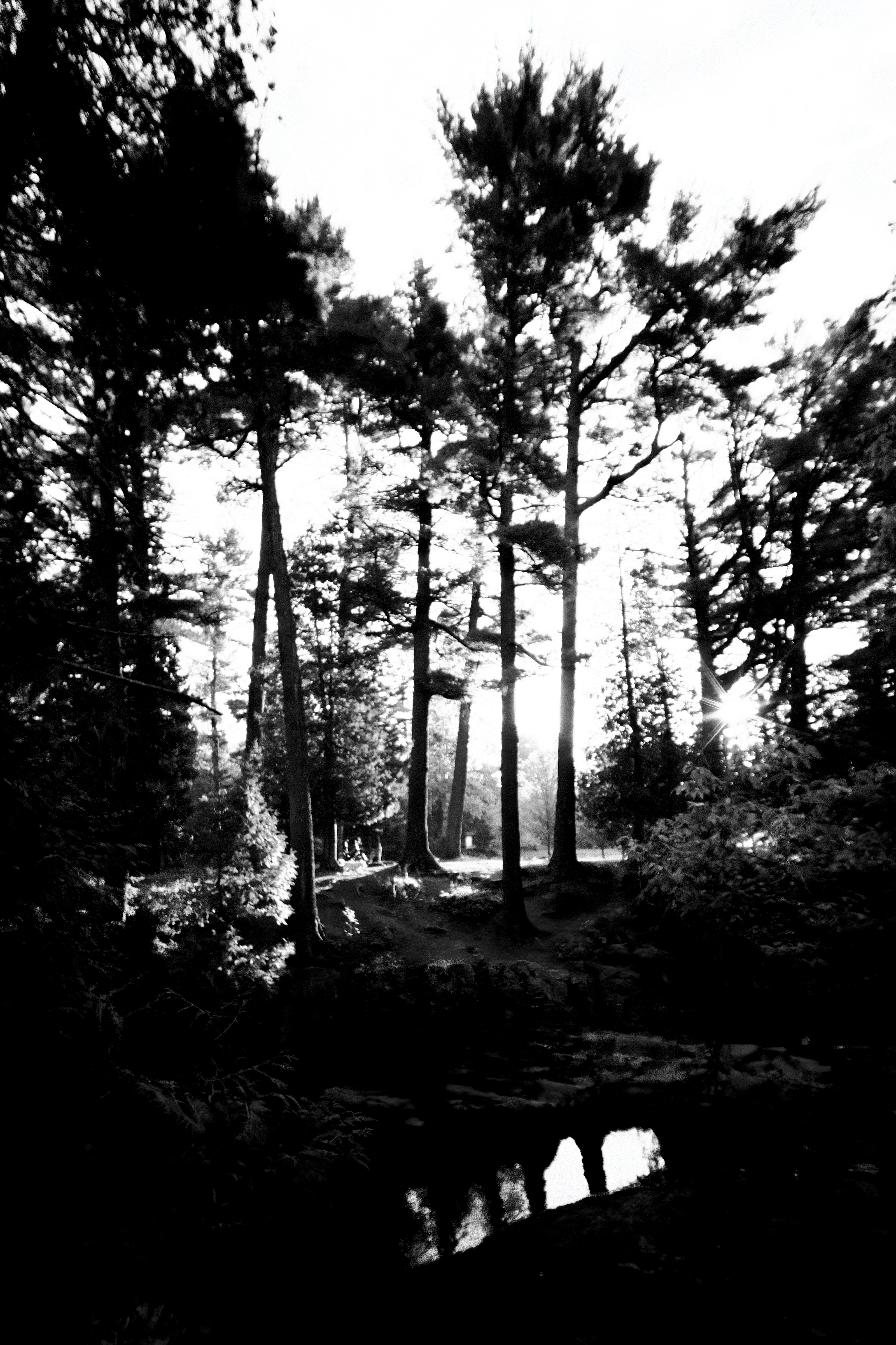 Trees along the river