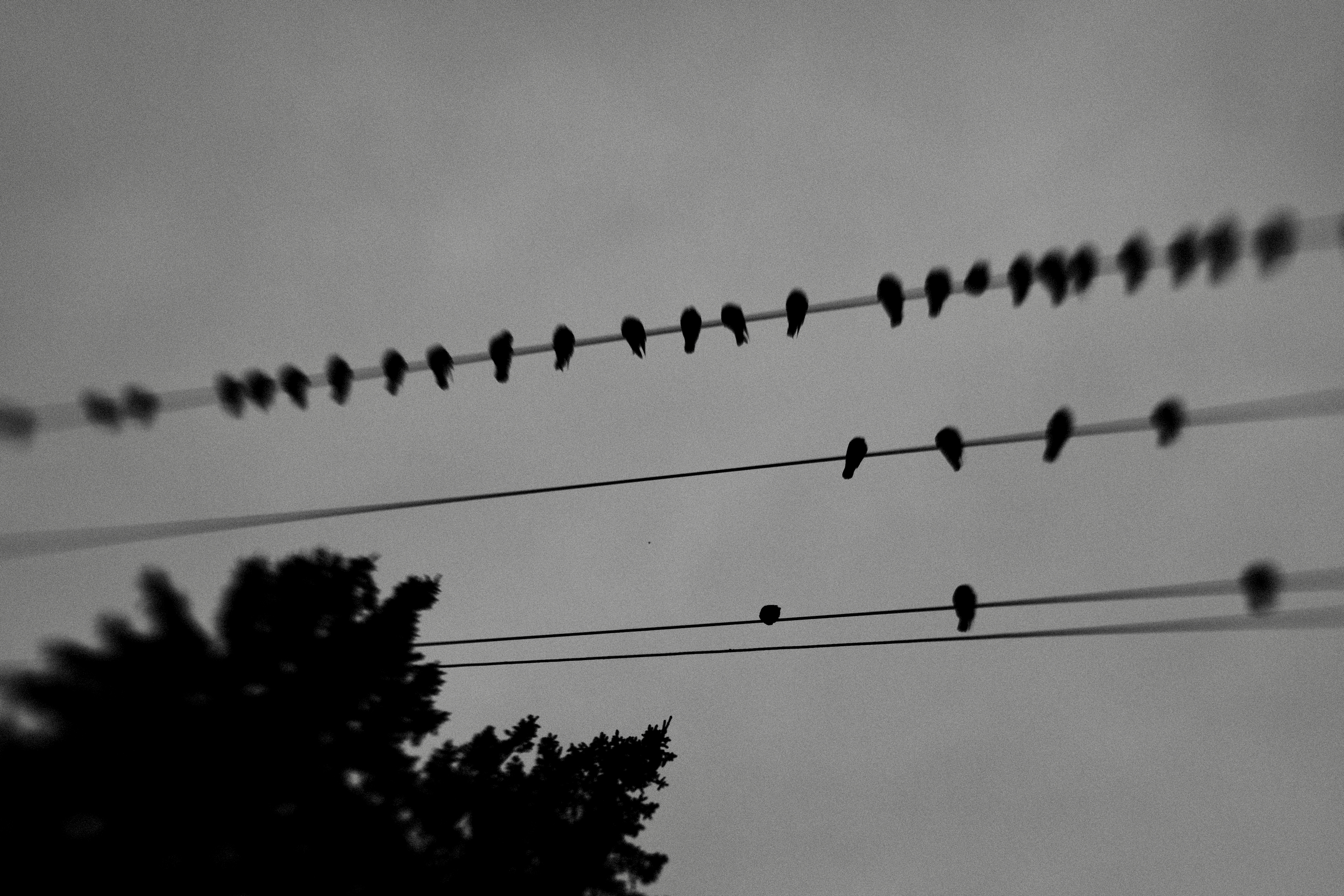 Birds on a Wire