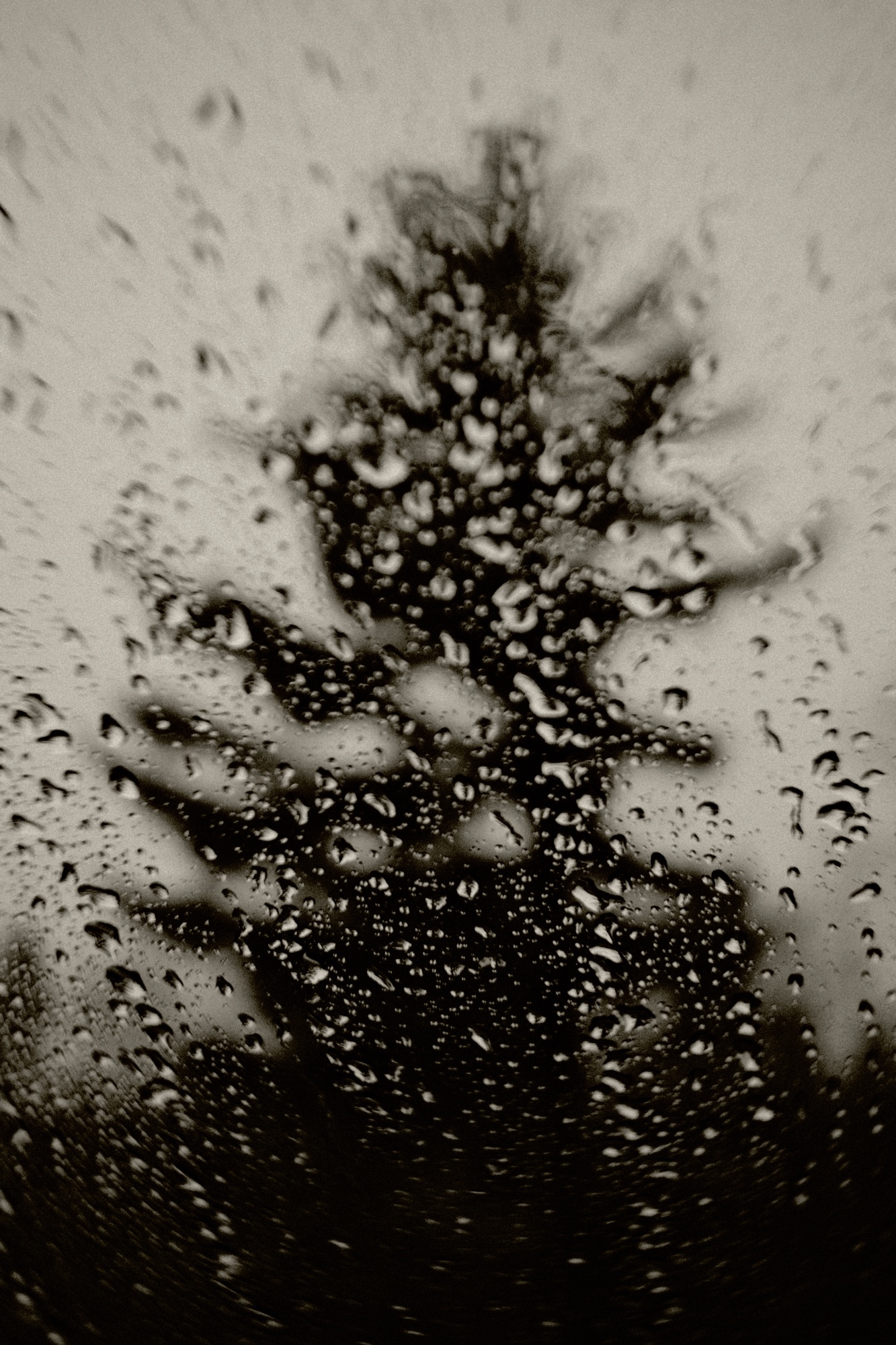 White Pine Impression