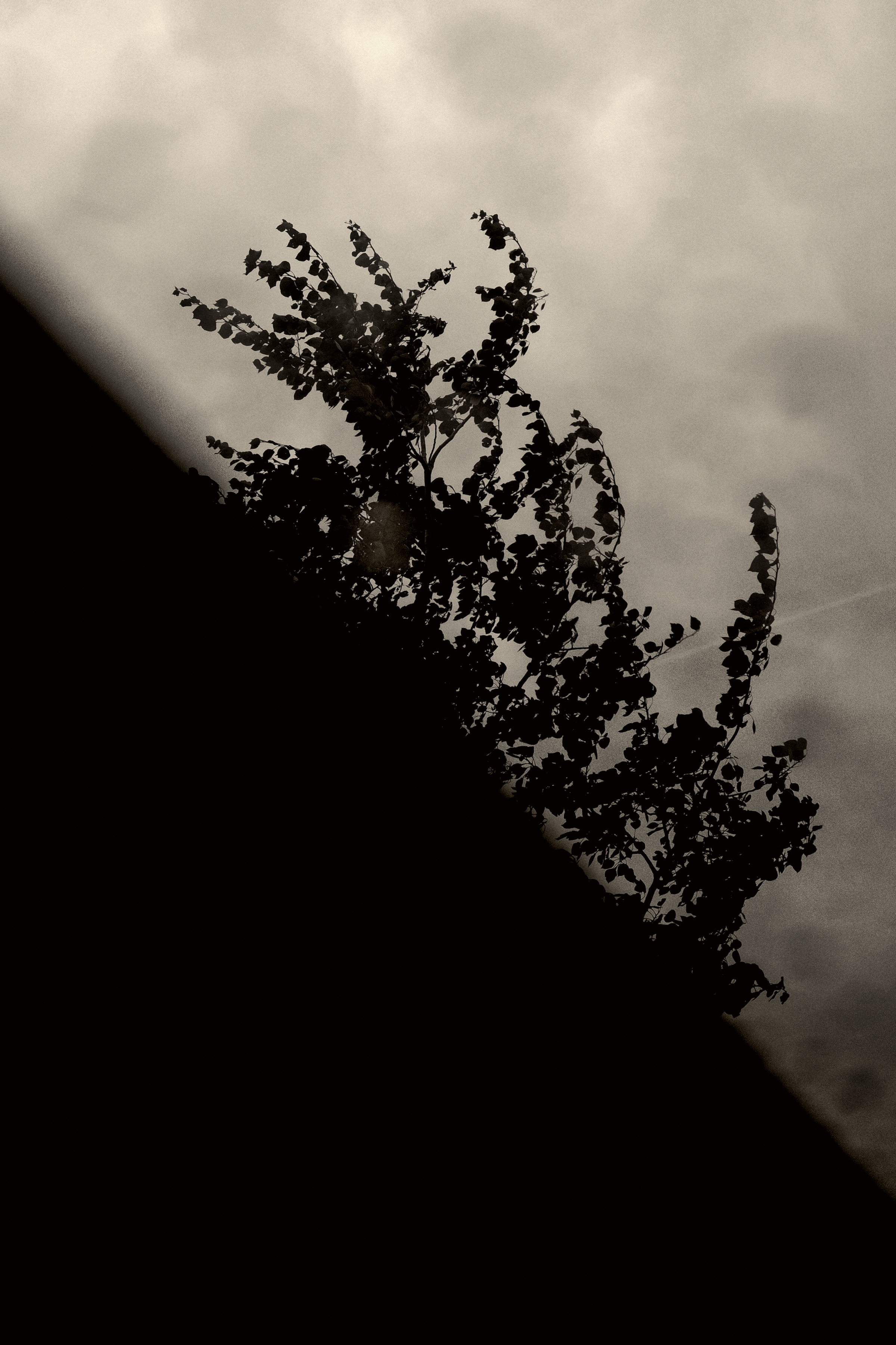 Tree through the window