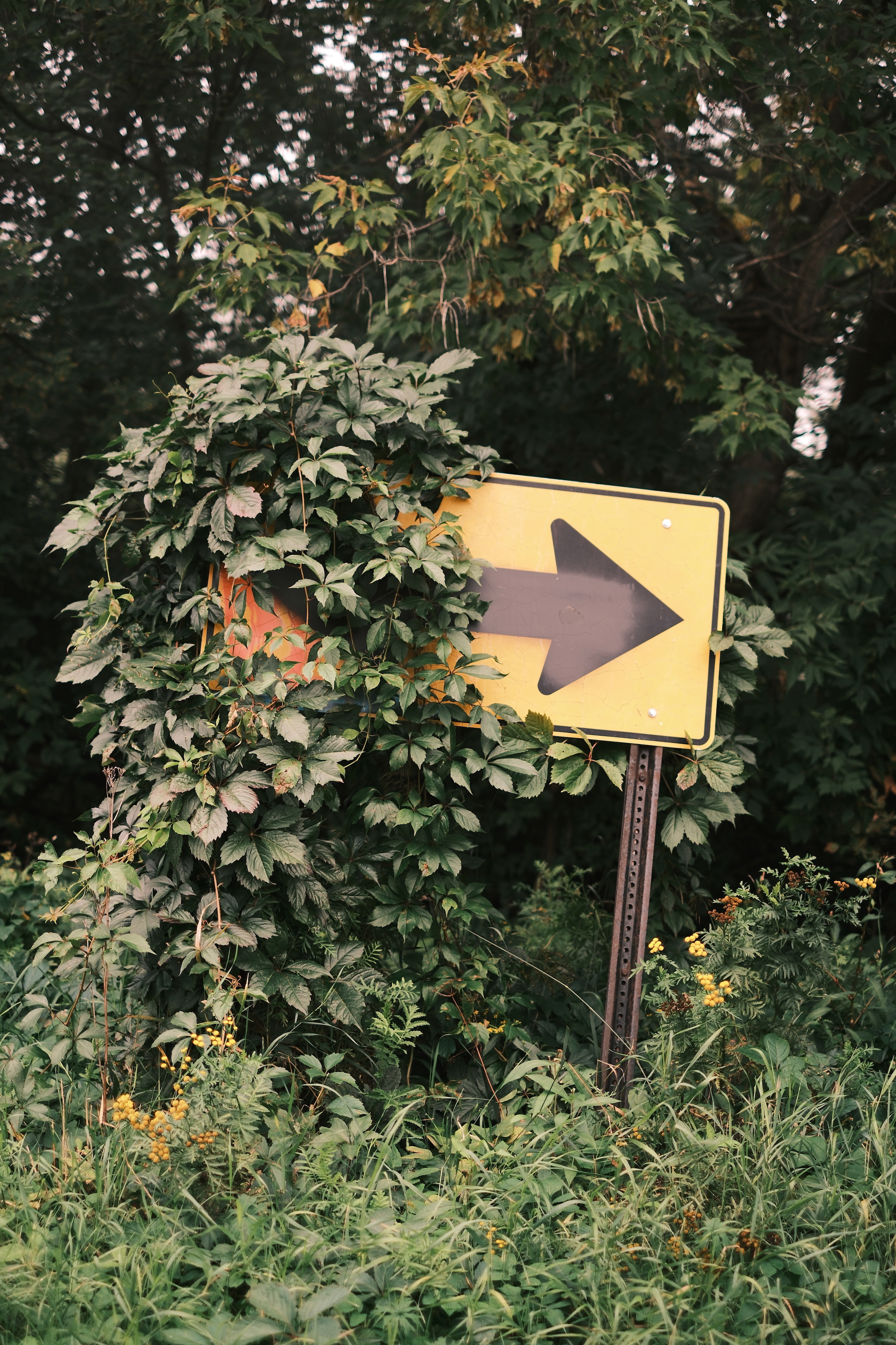 Sign with overgrowth