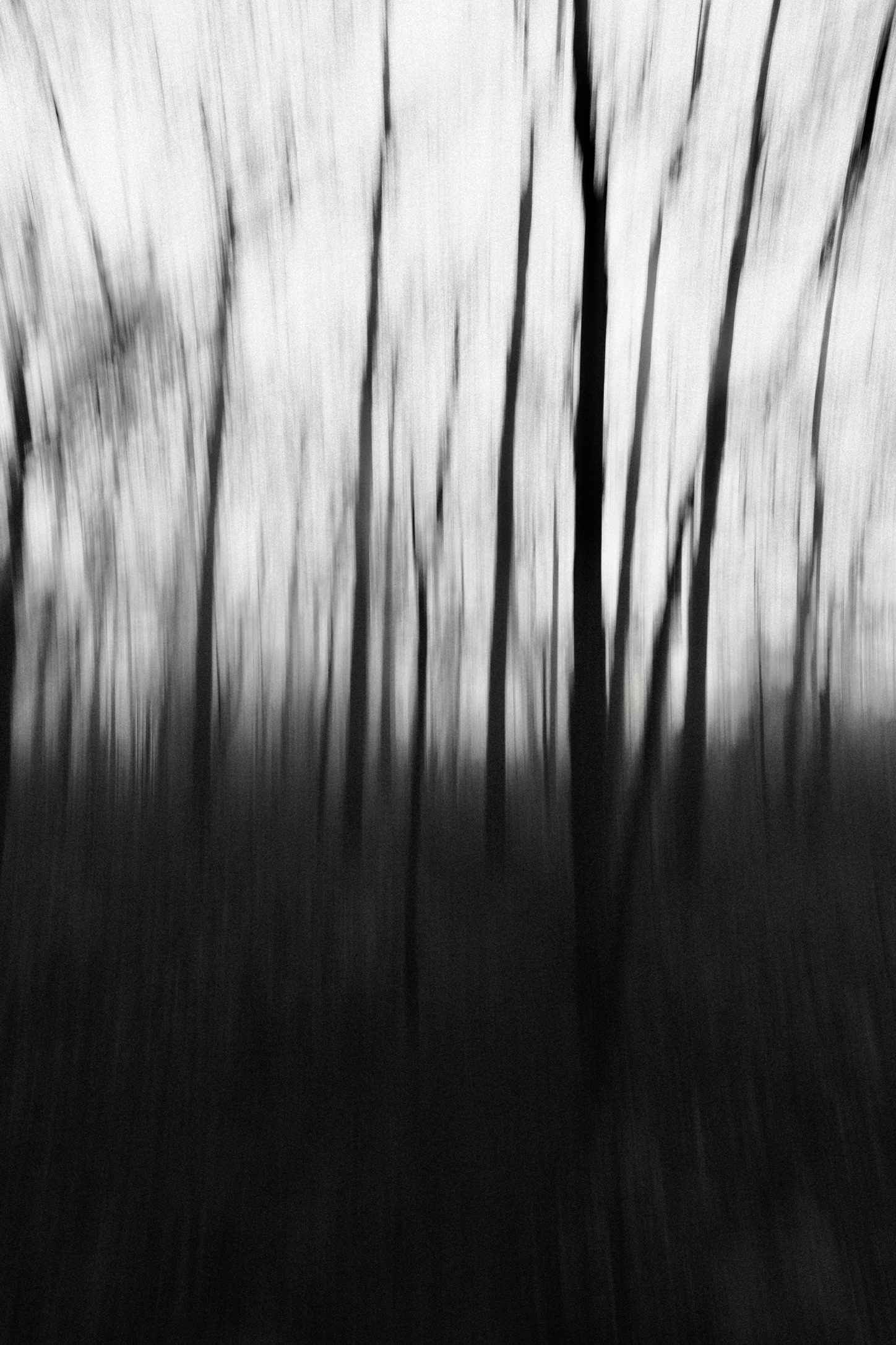 Blurry Trees