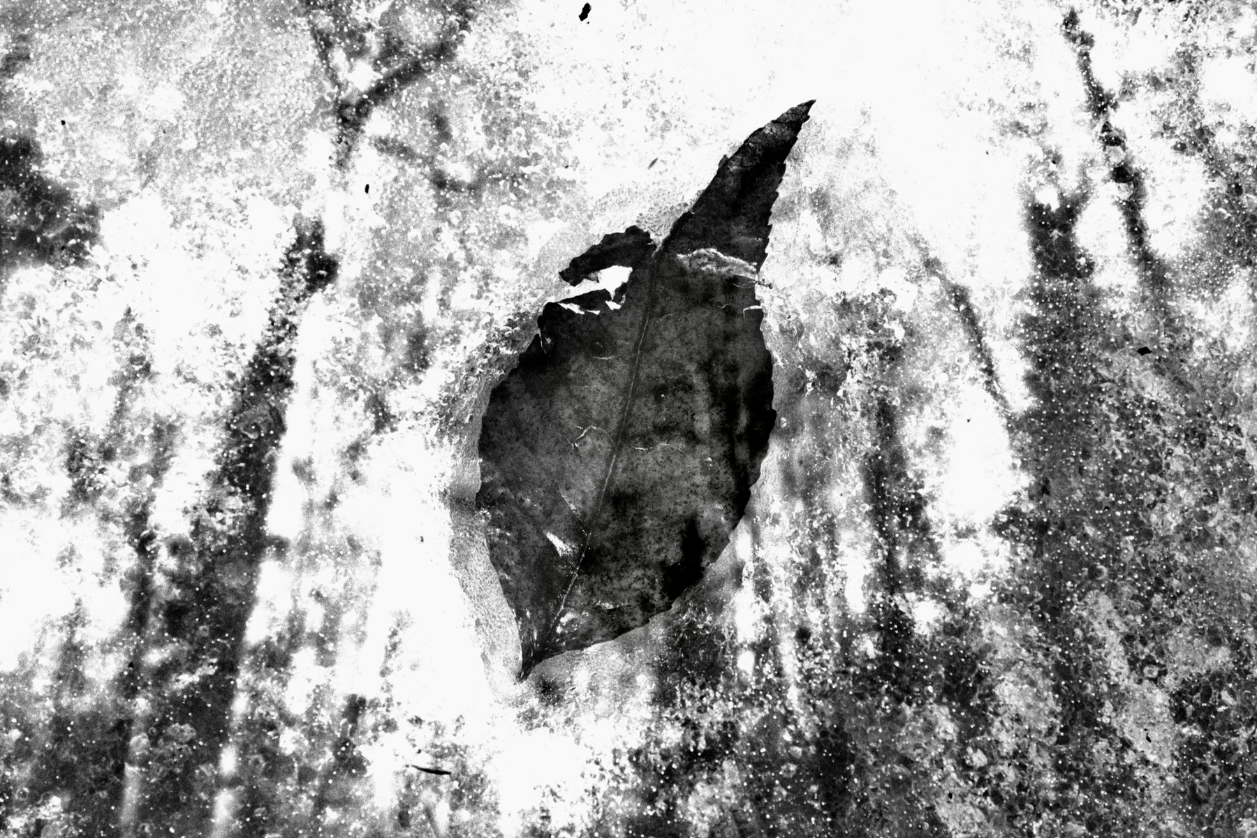Leaf double Exposure
