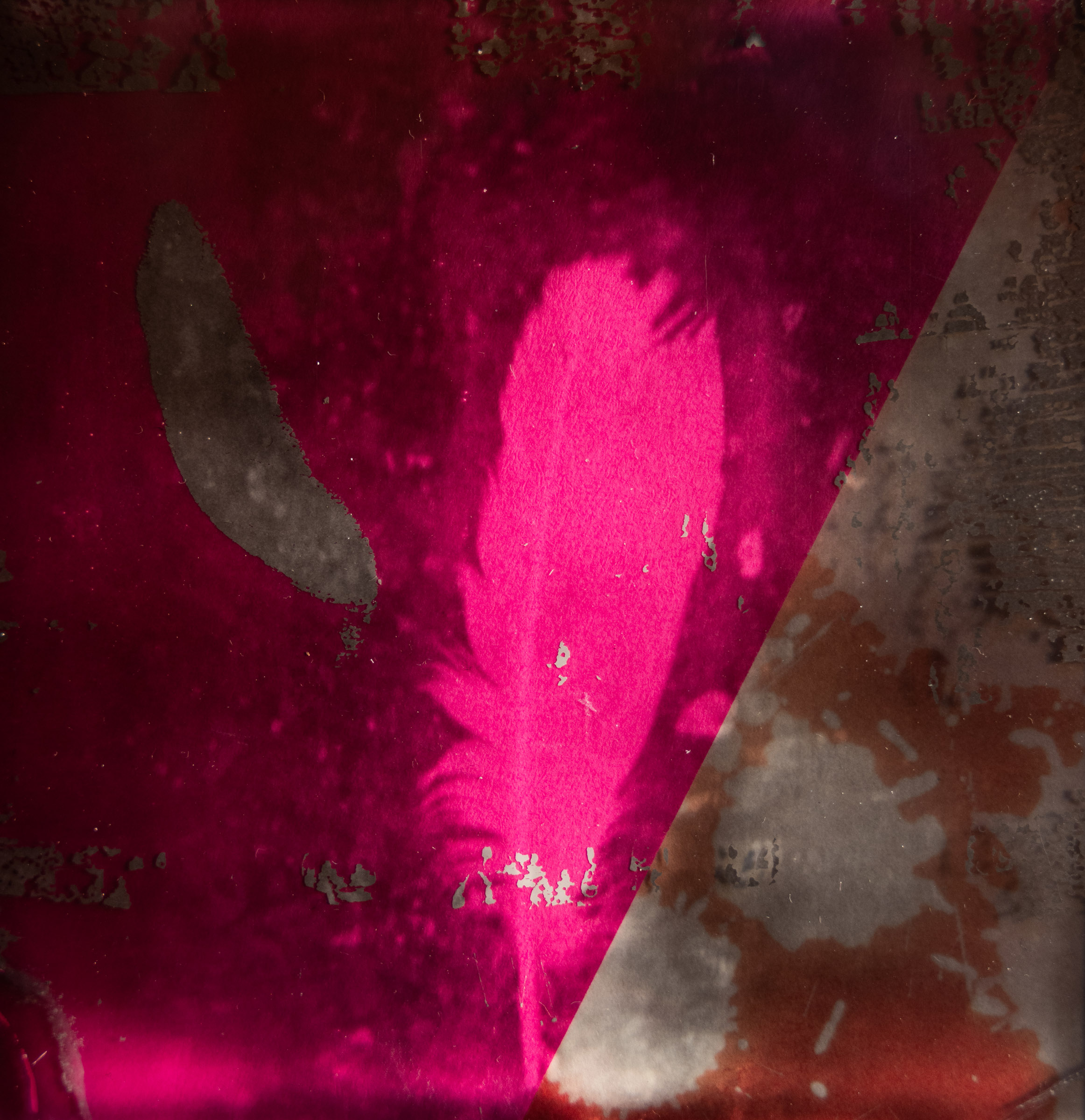 Feather Polaroid Transparency