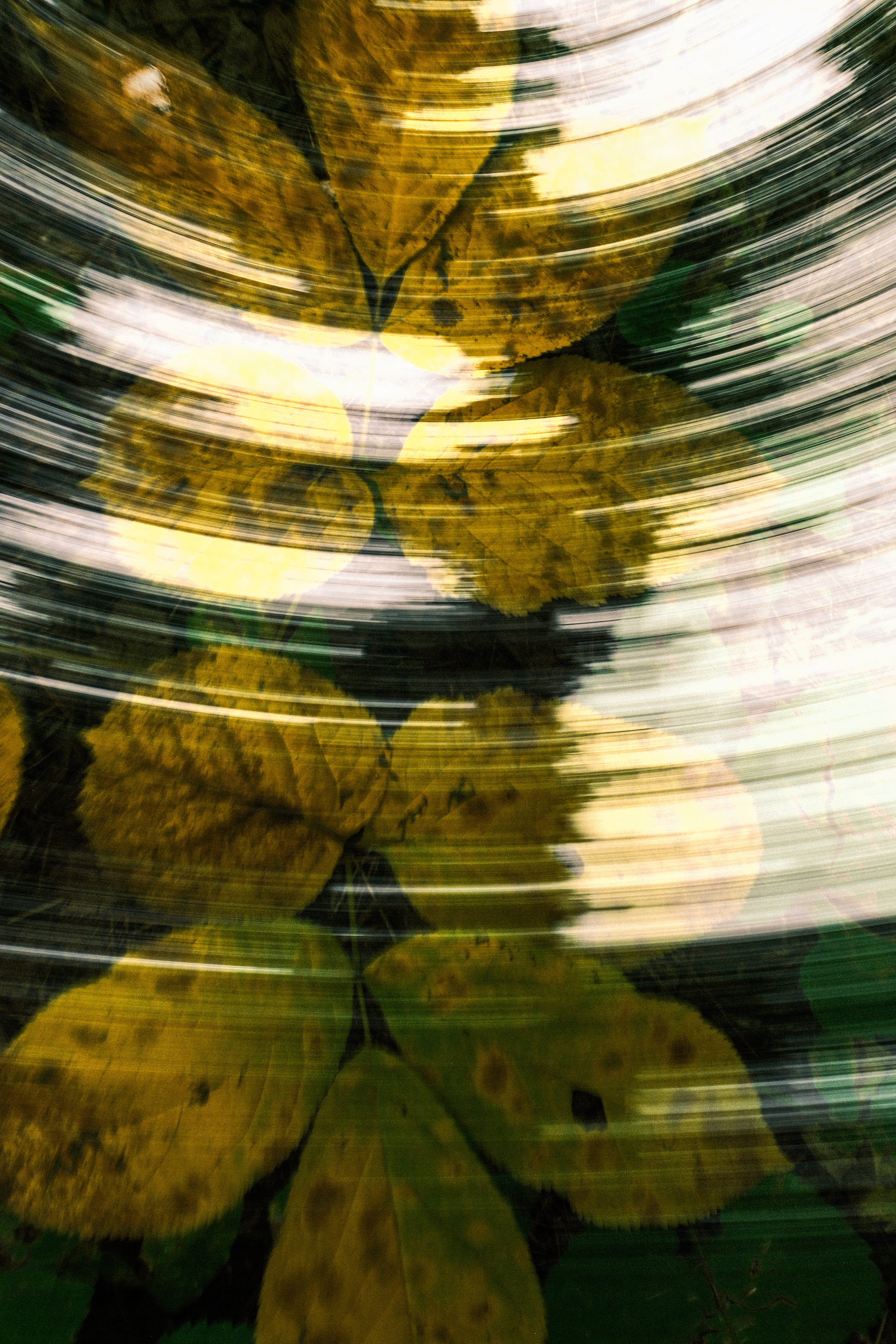 Leaves and long exposure