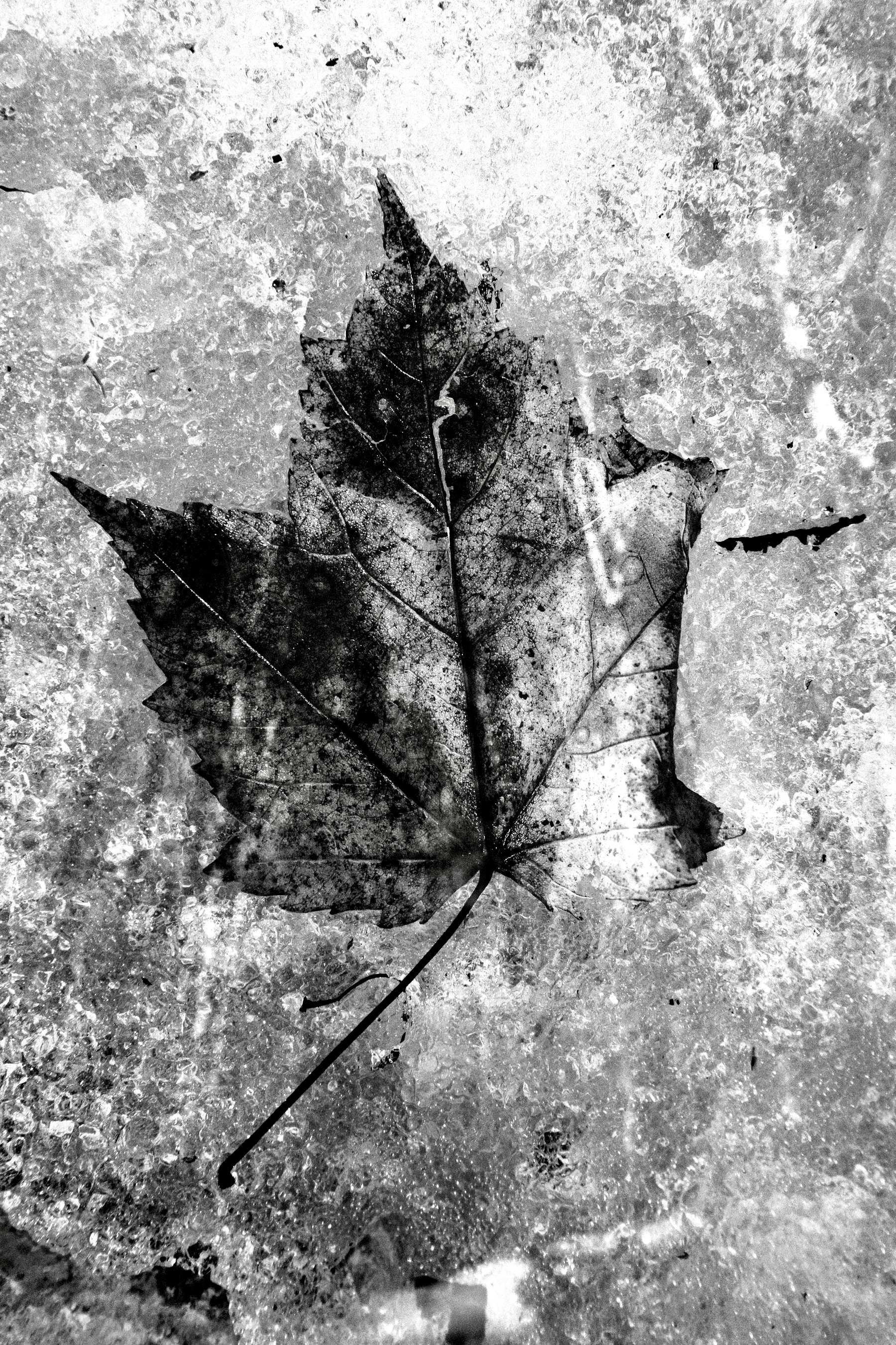 Leave double exposure