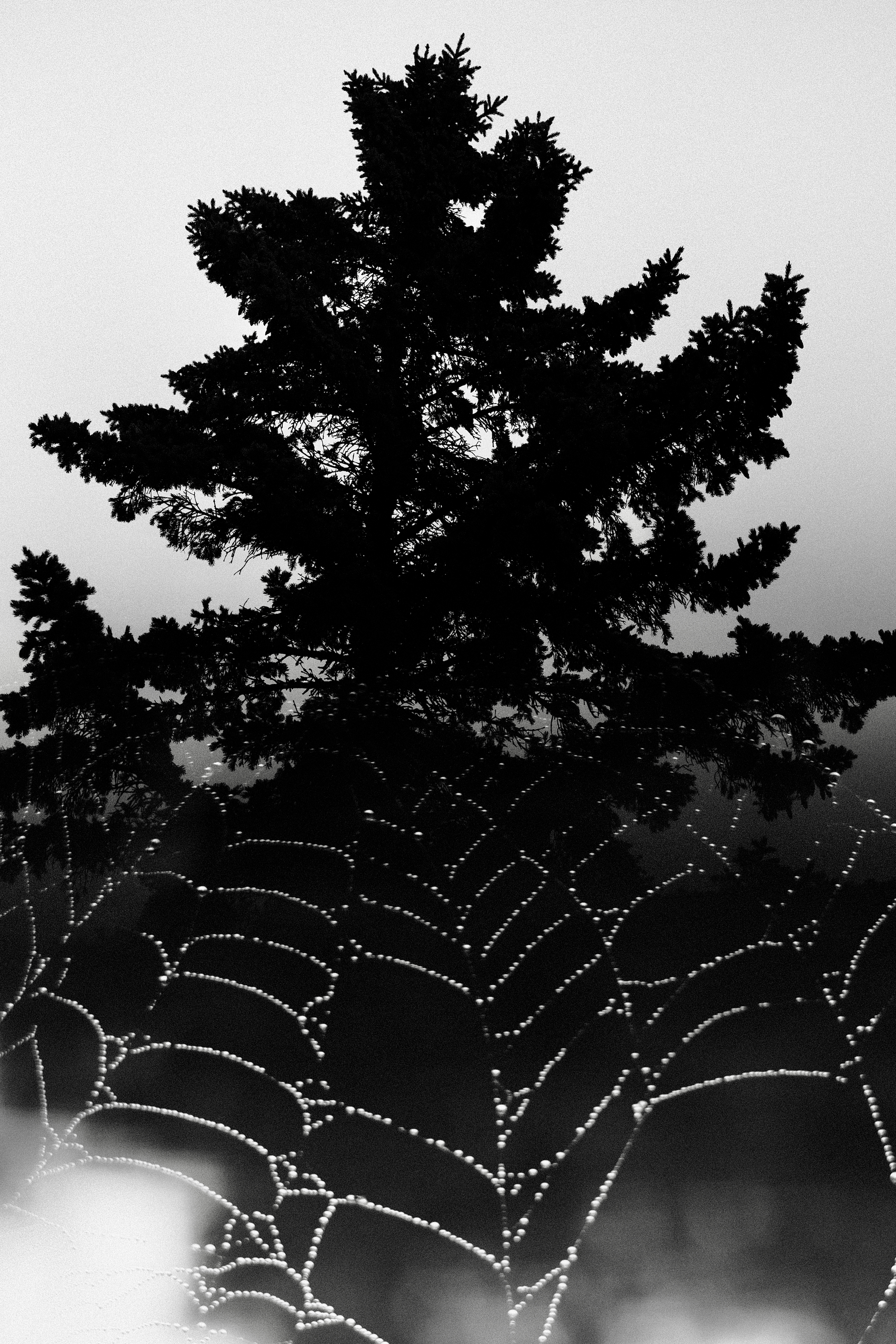Tree and web
