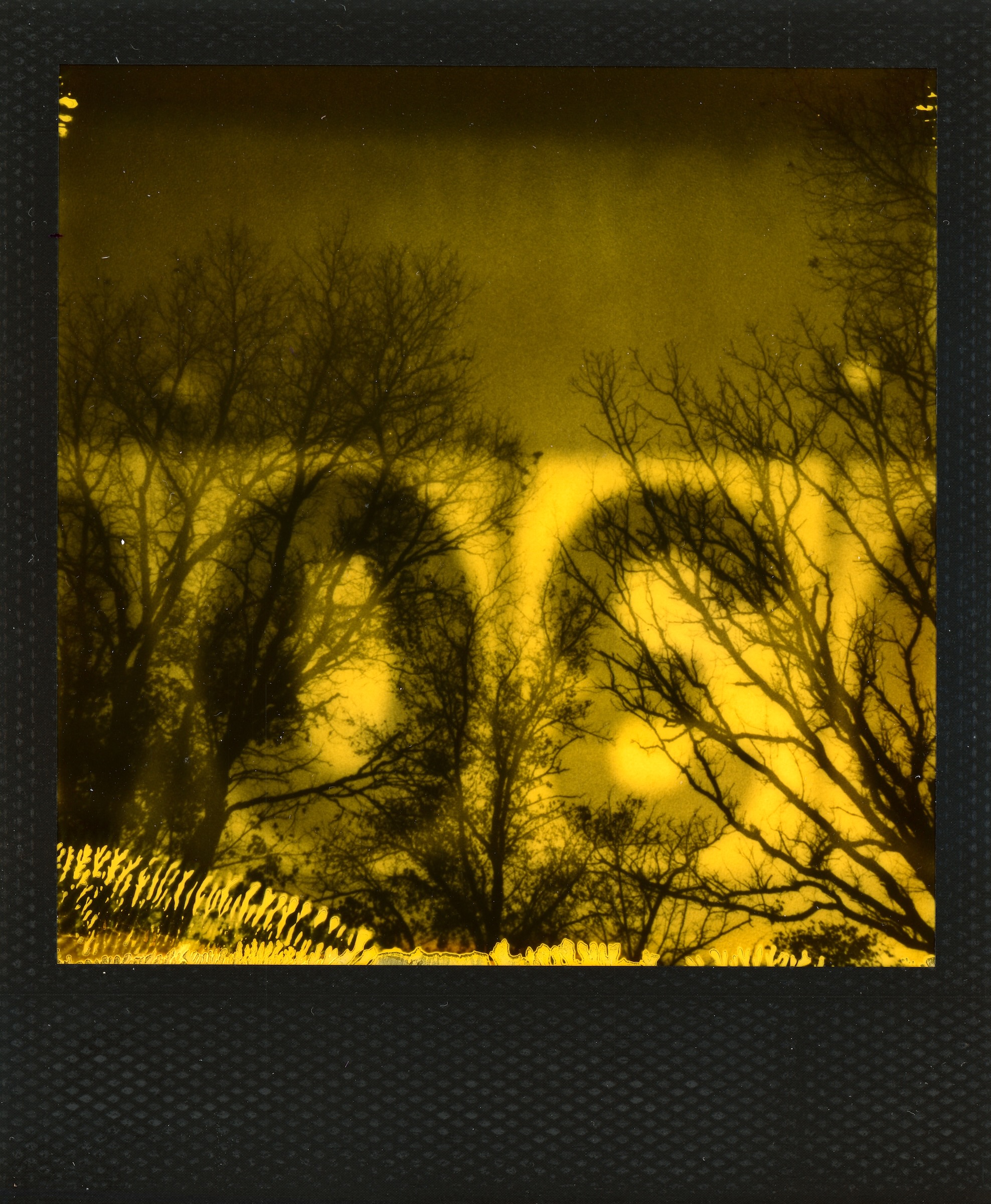 Boat Numbers and Trees