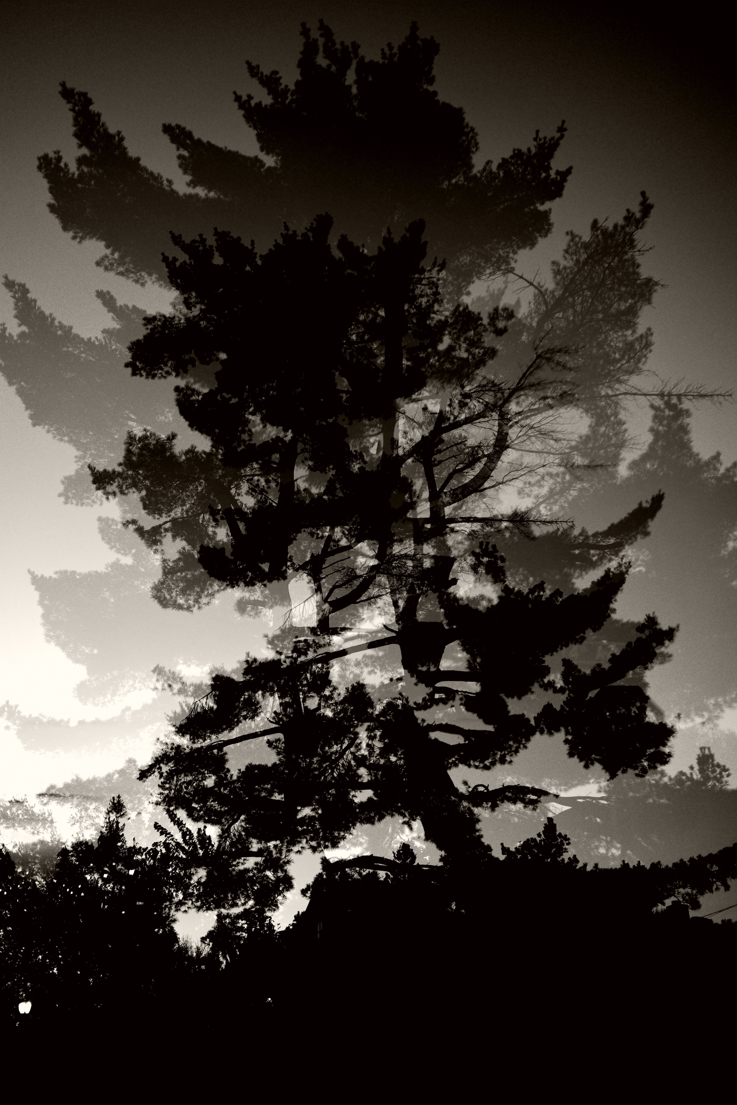 White Pine Multiple Exposure