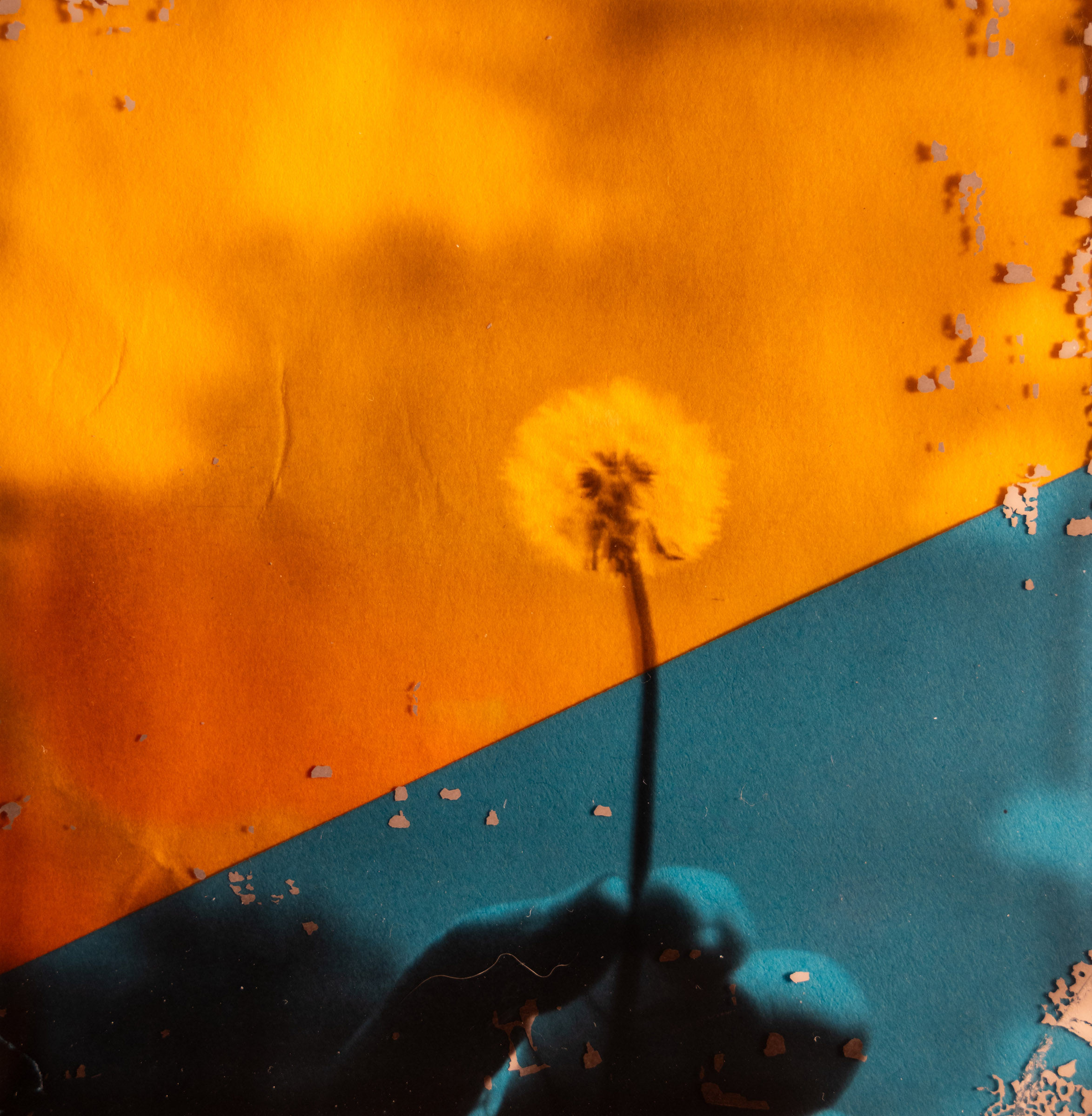 Dandelion Polaroid Transparency