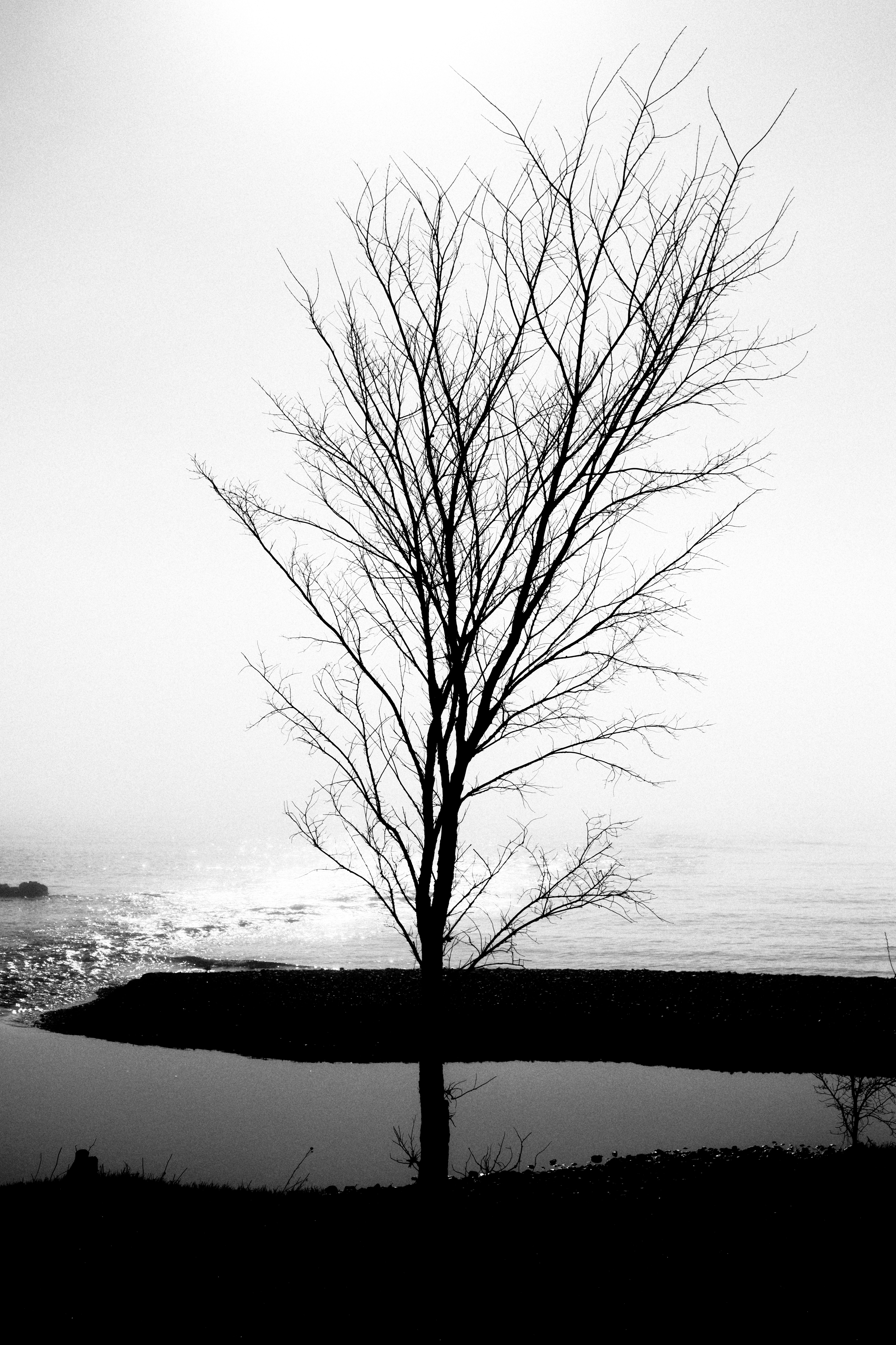 Tree at mouth of river
