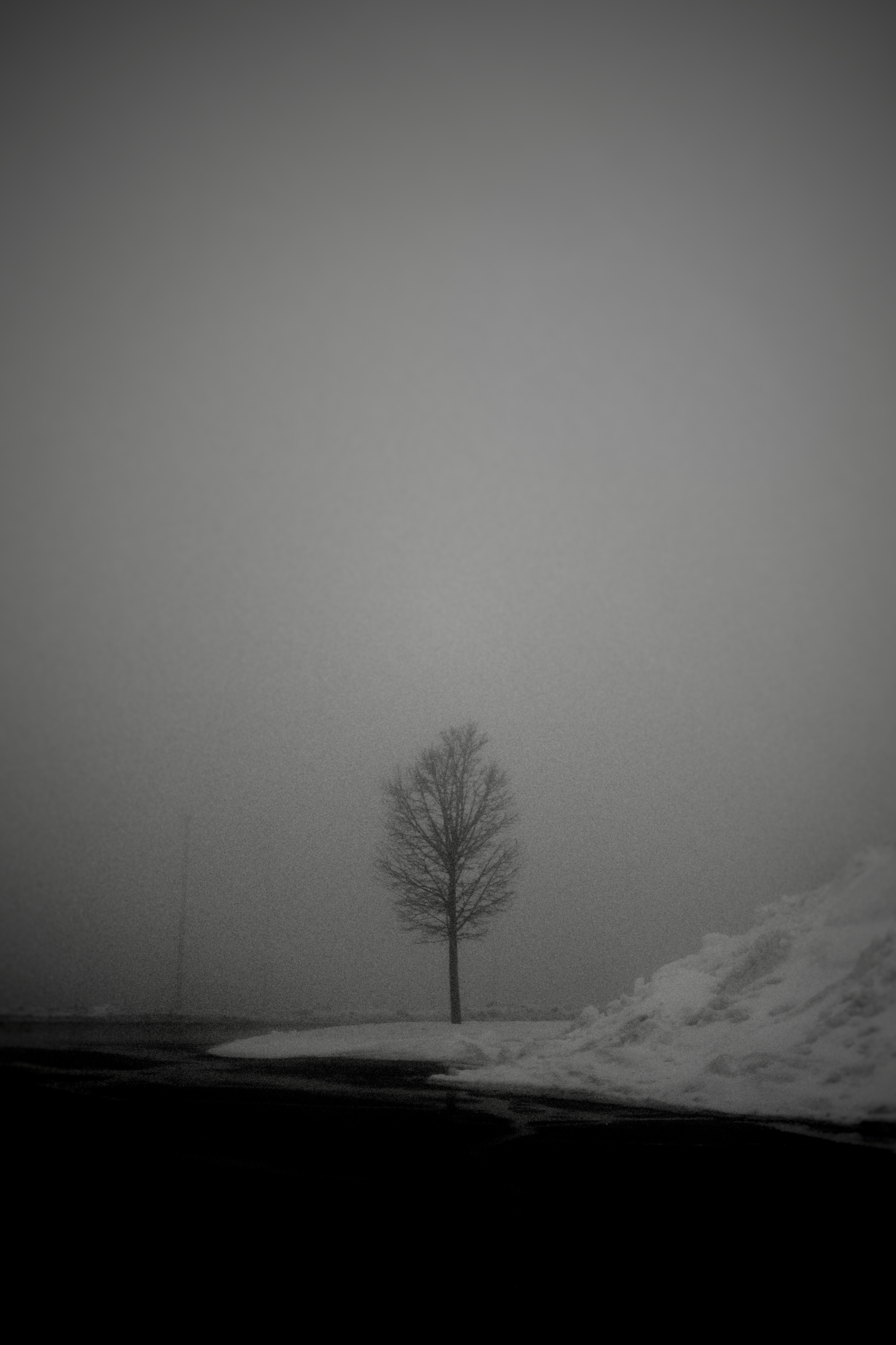 Tree in Fog