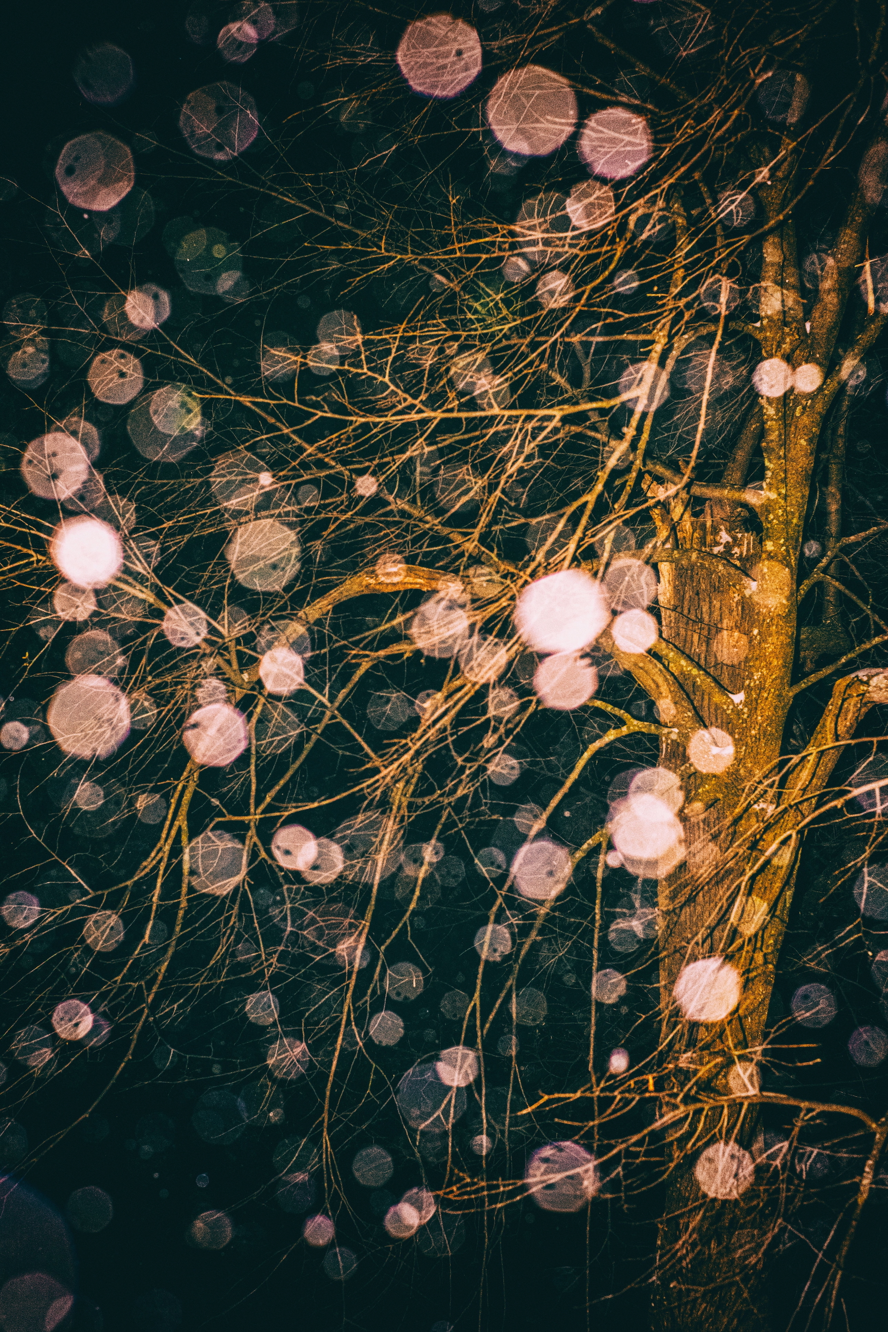 Snow orbs and tree