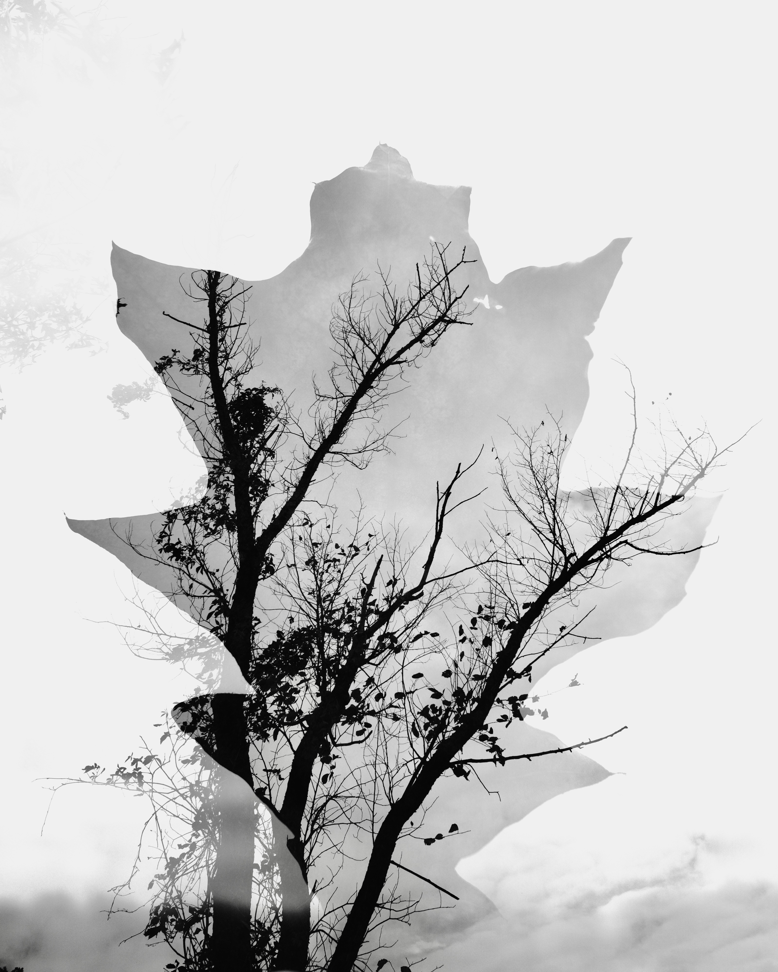 Leaf Double Exposure