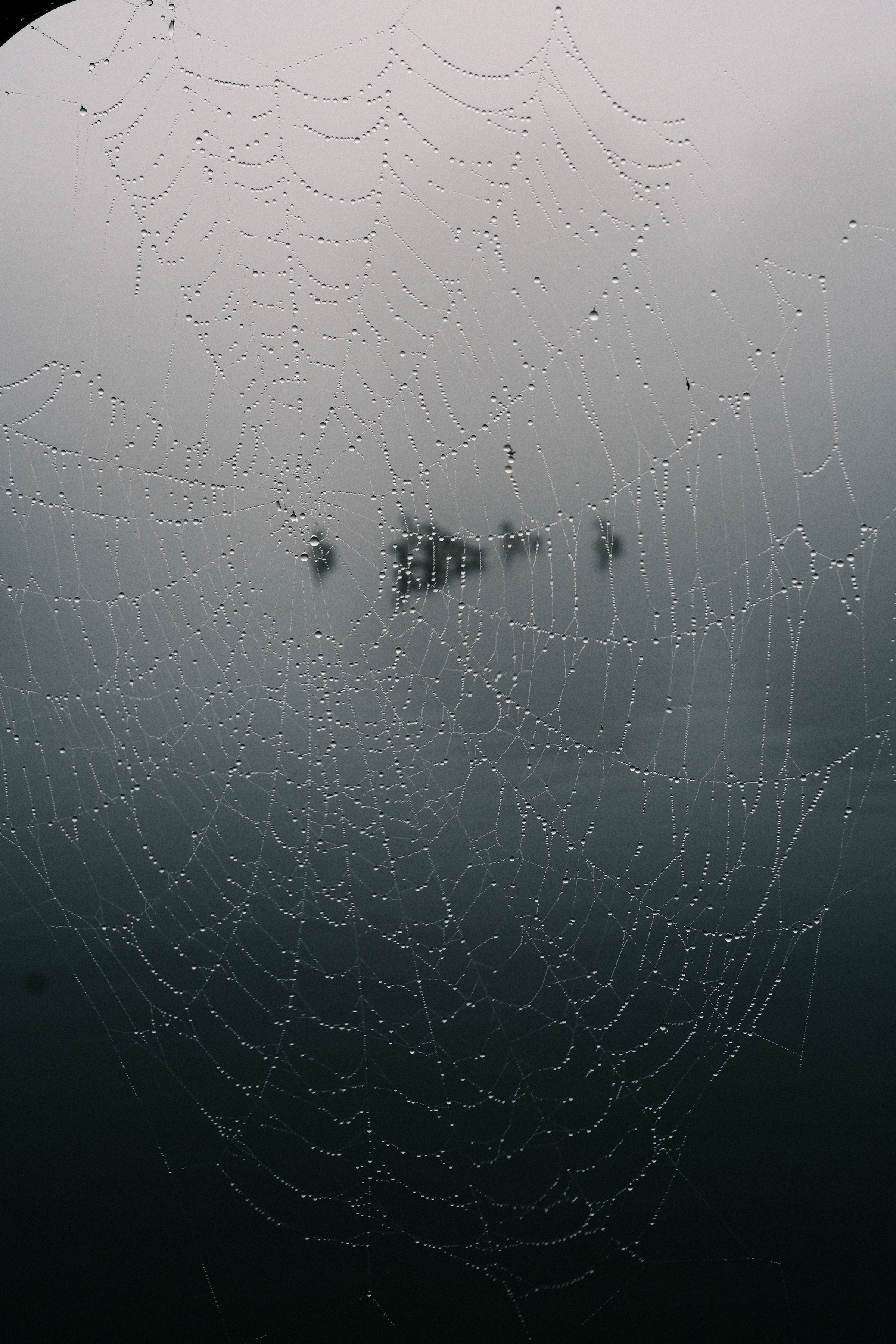 Spiderweb