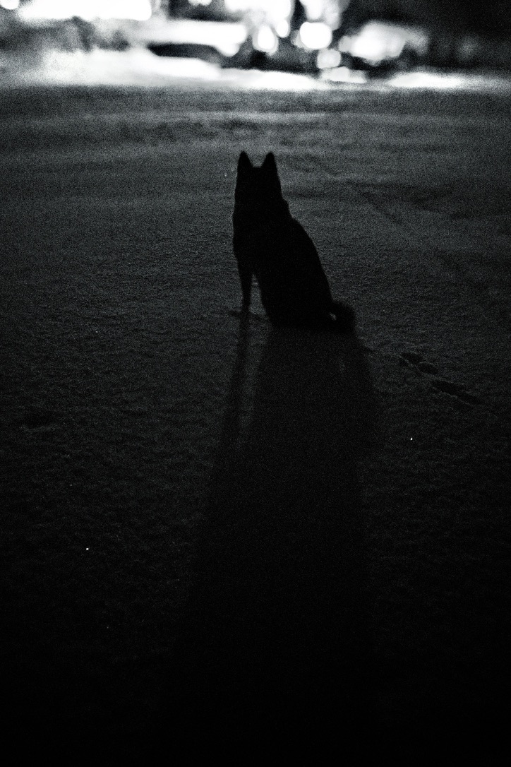 Dog on a frozen lake