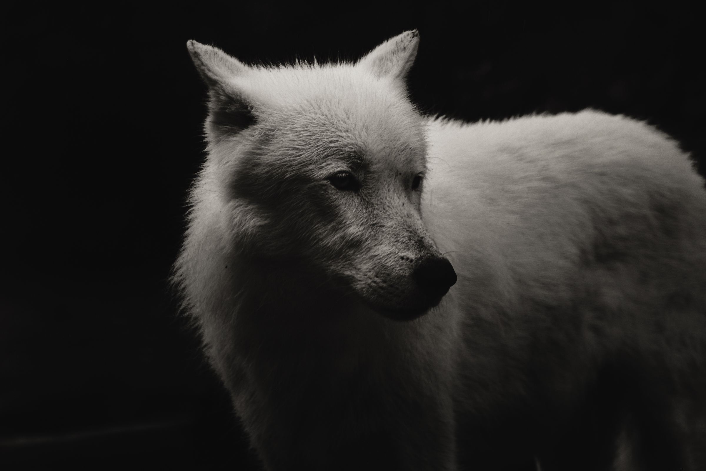 White Wolf