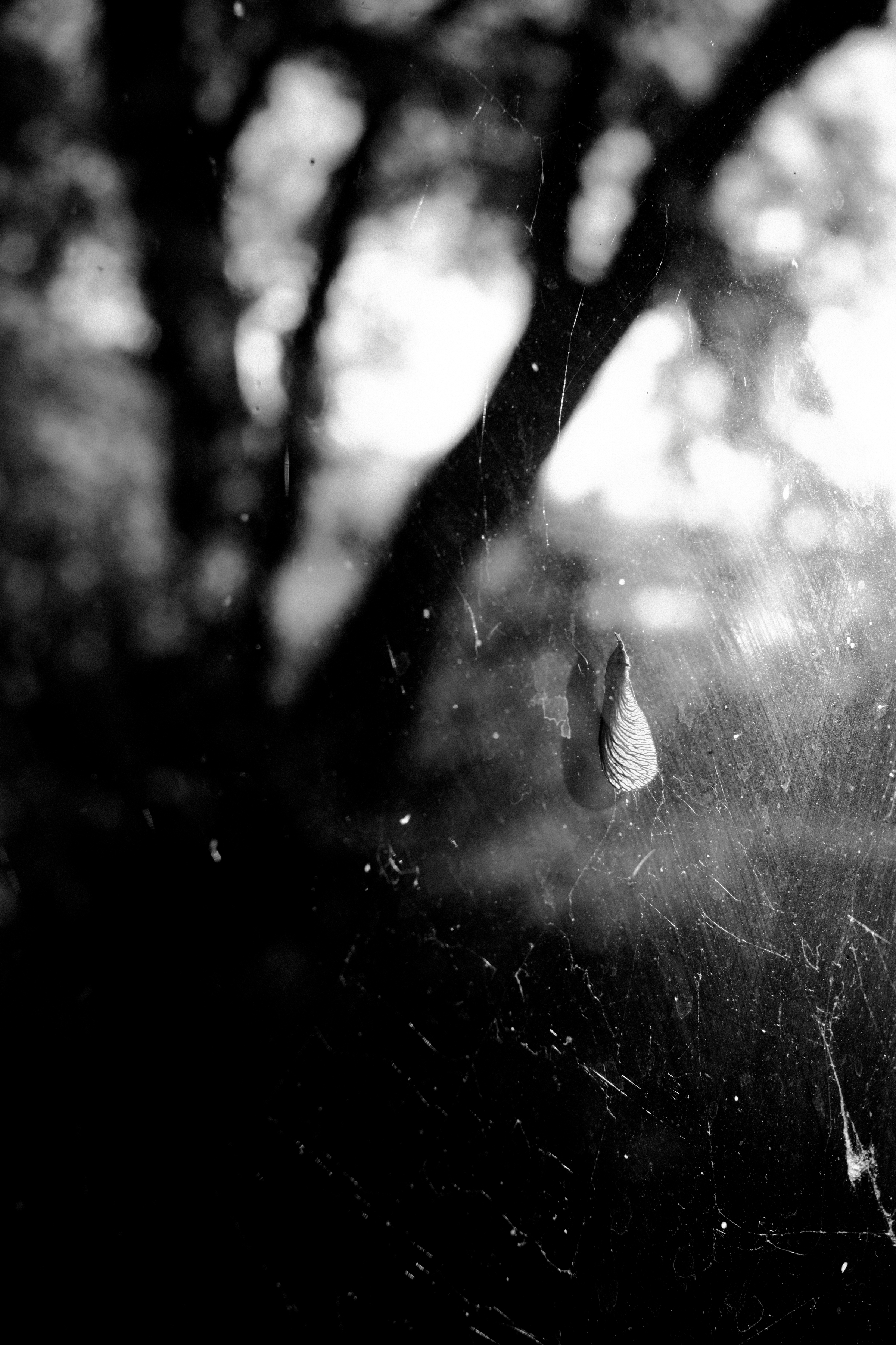 Helicopter Seed on Window