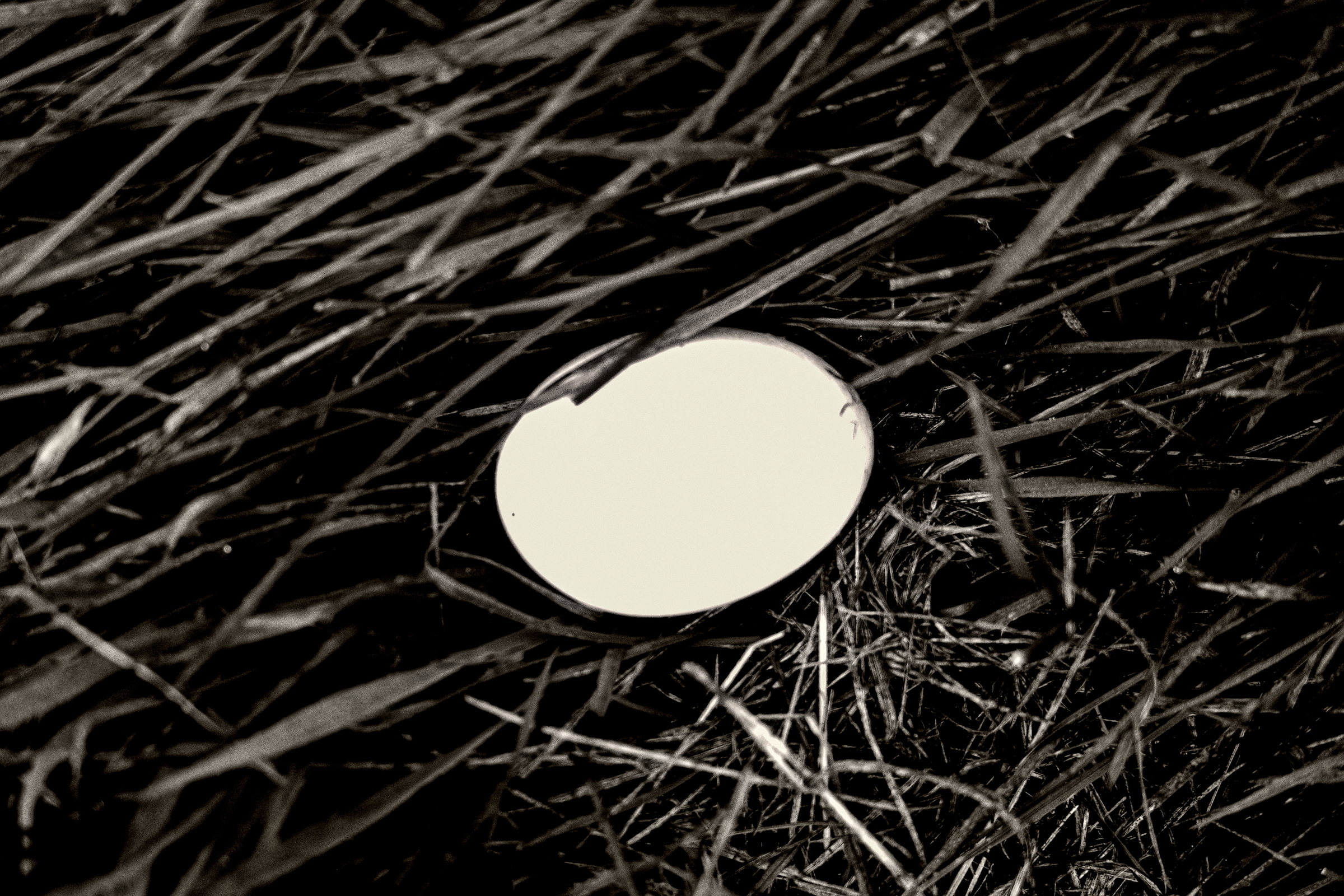 Egg in the grass