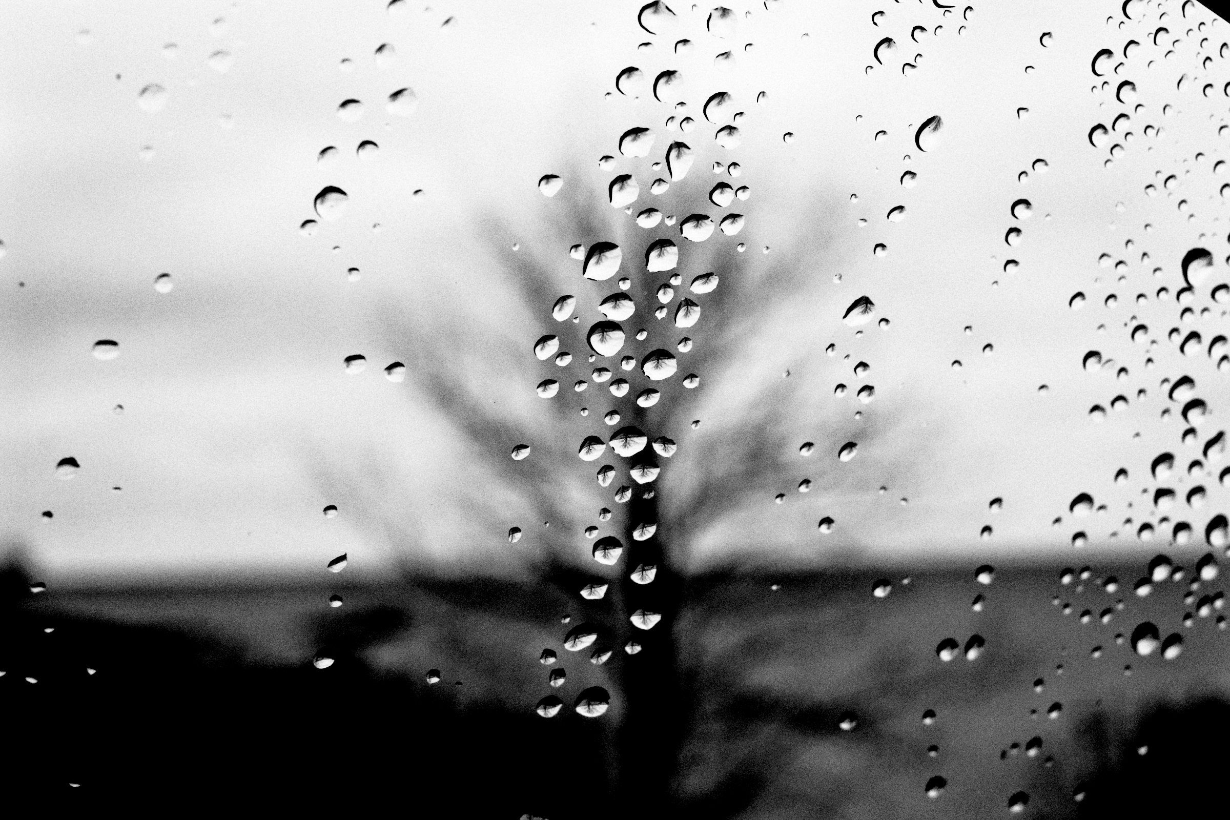 Tree through Rainy Window