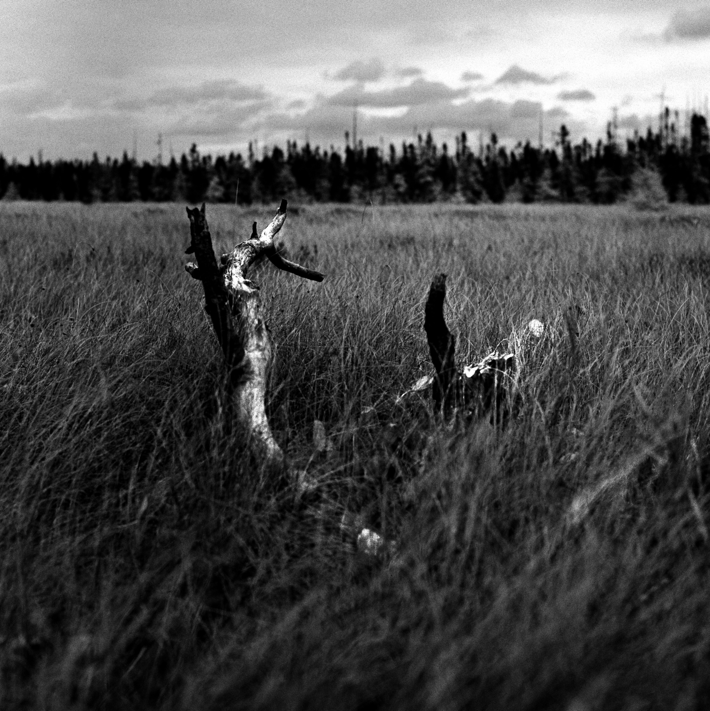 Tamaracks along the hightway