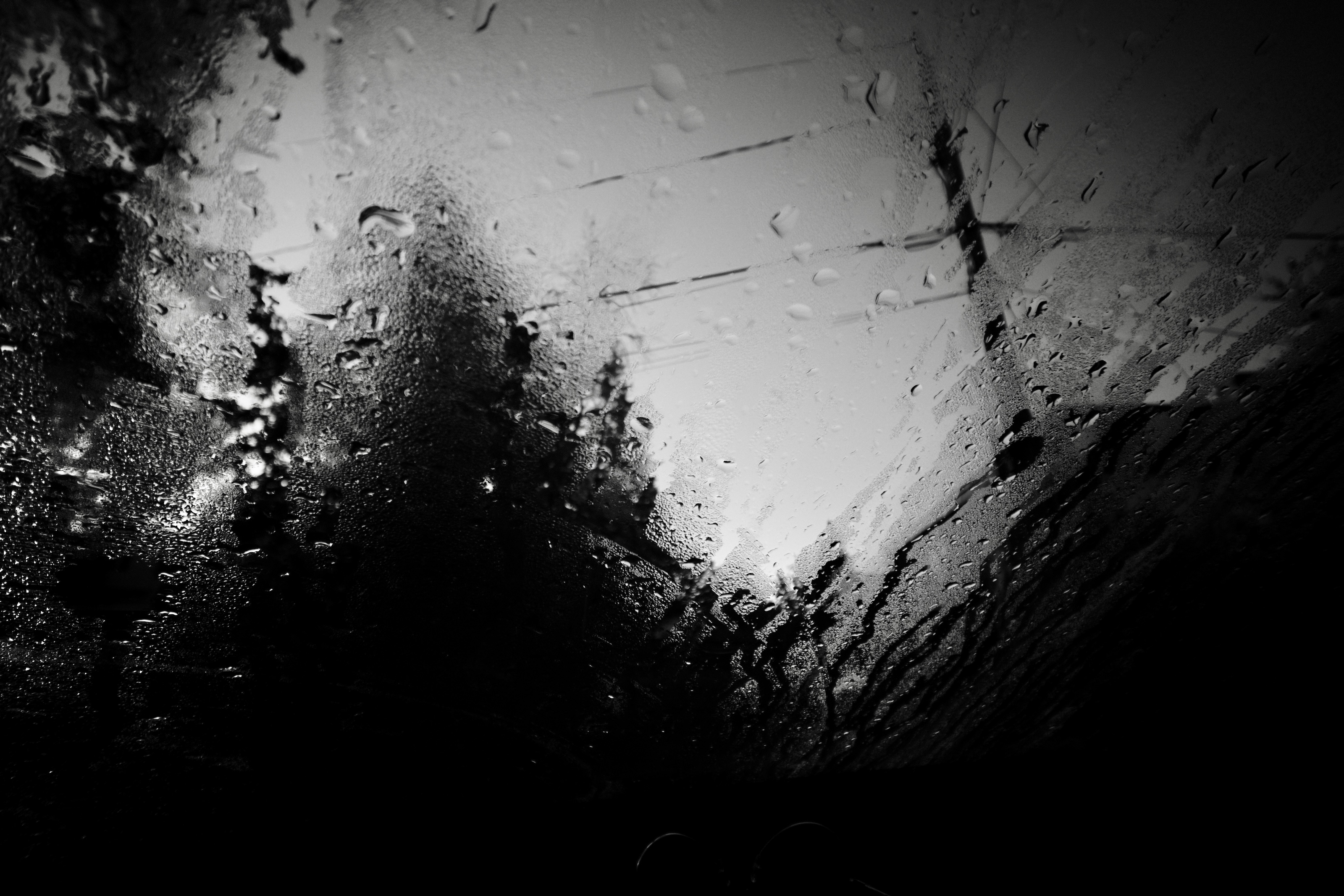 Windshield and pine trees