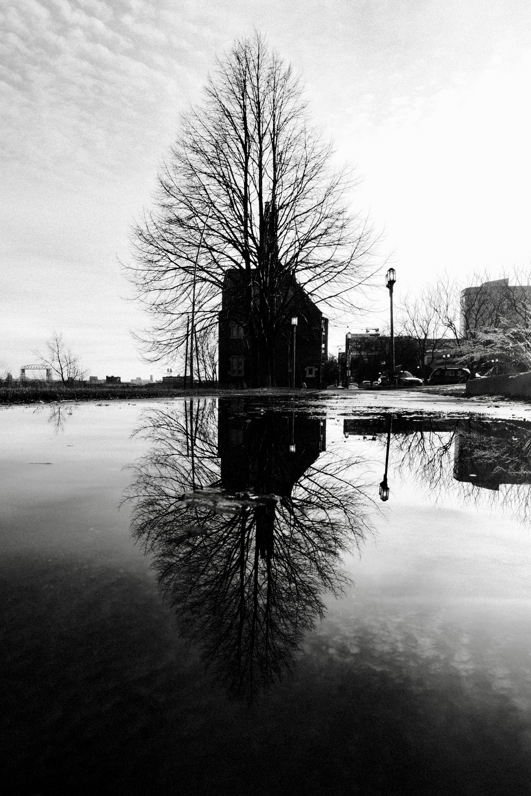 Tree and Building on Lakewalk