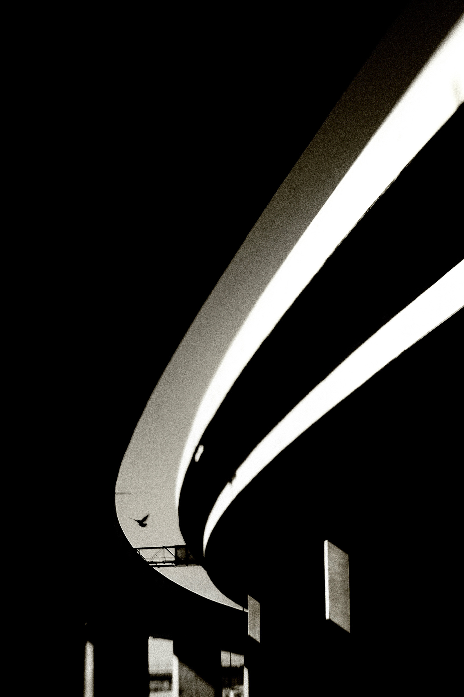 Pigeon Under the Freeway