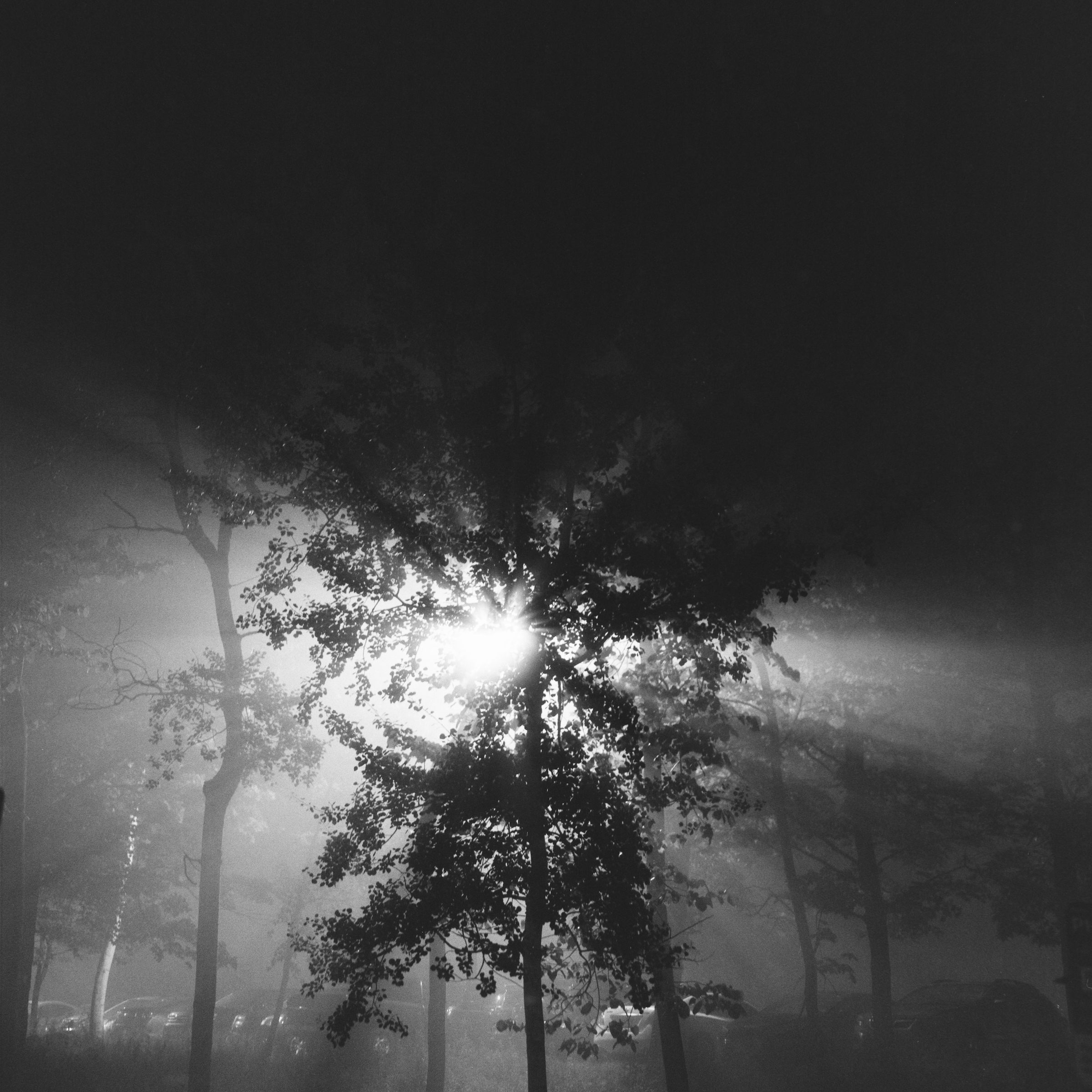Tree with fog and light rays parking lot