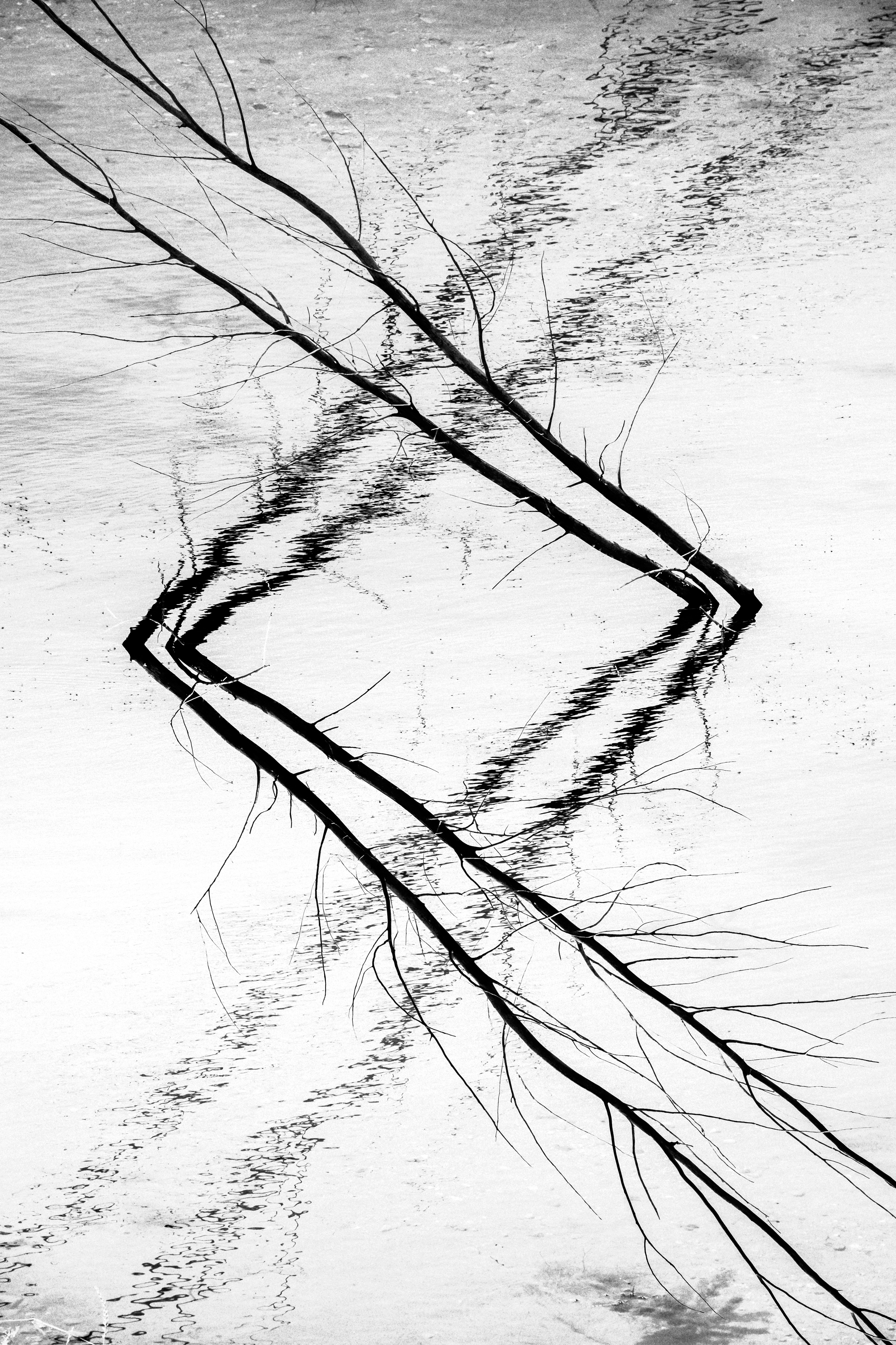 Leaning Tree in the Water