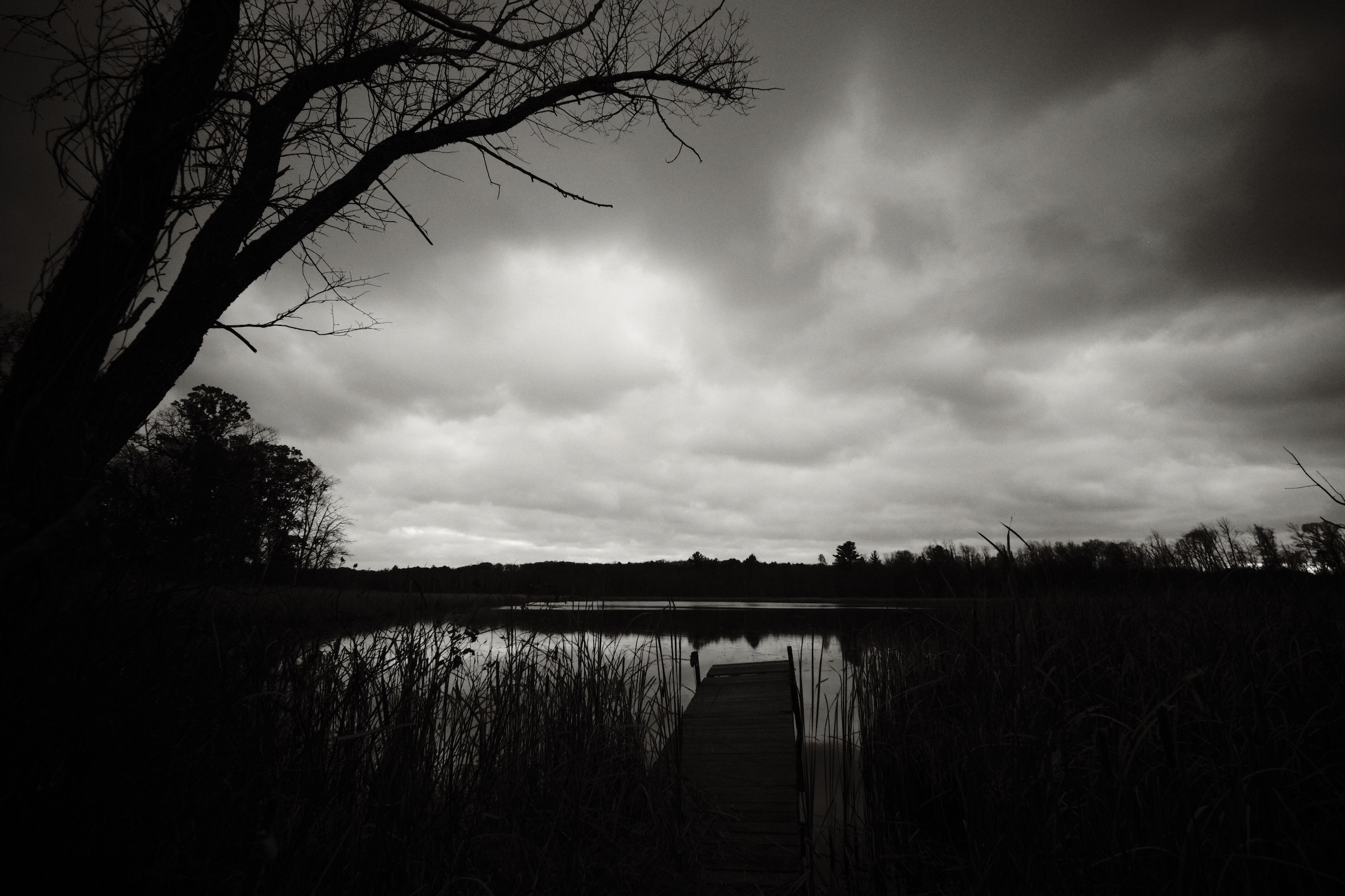 Dock and Tree by a pond
