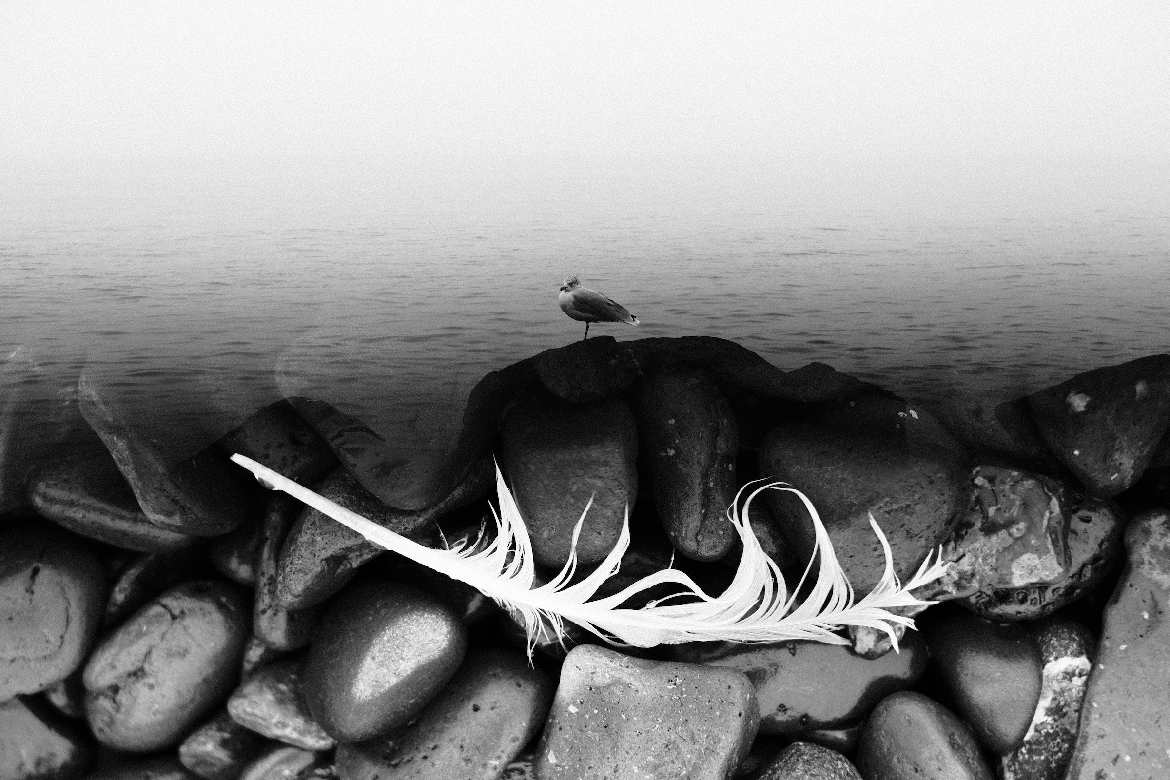 Feather and Seagull