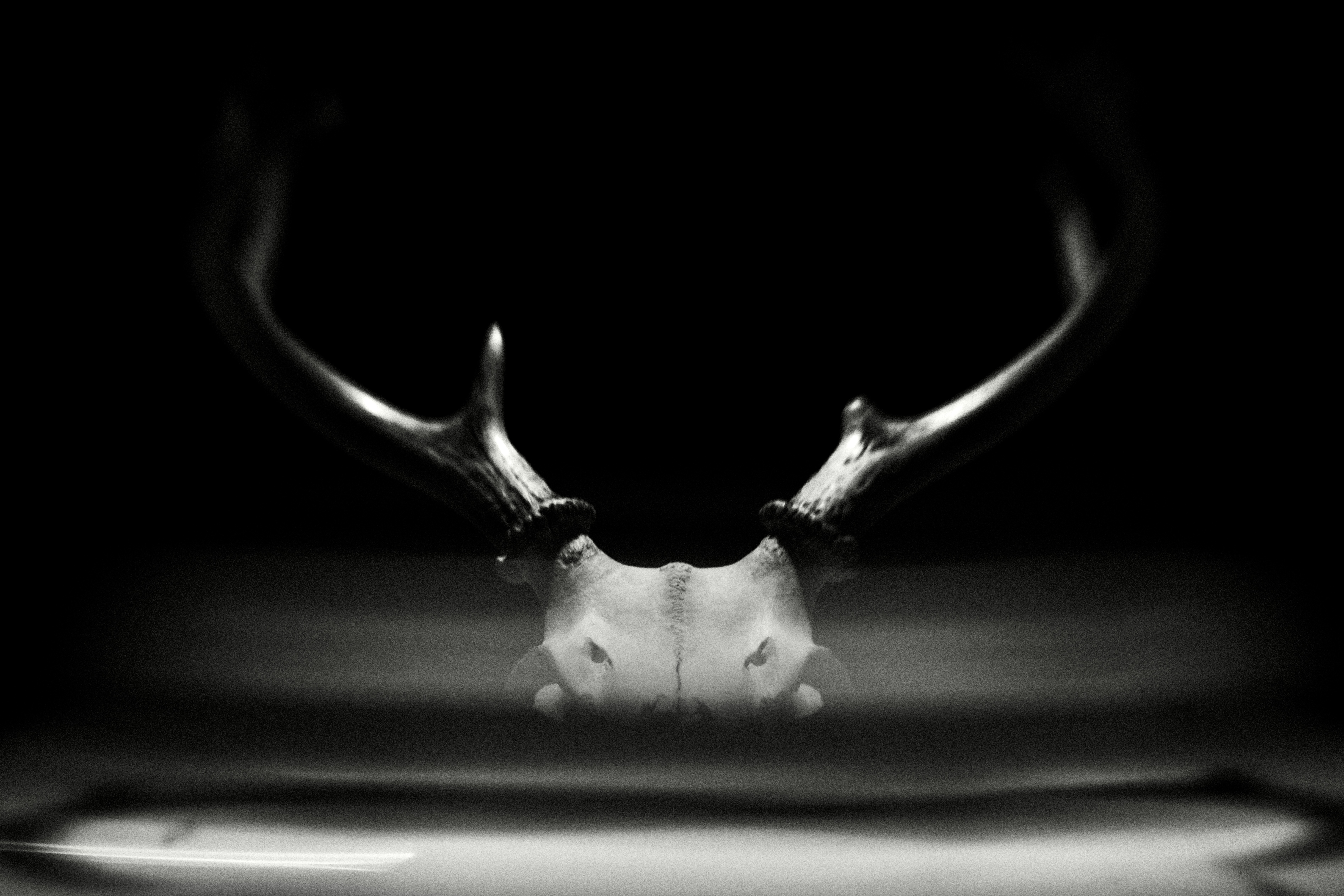 Deer Skull