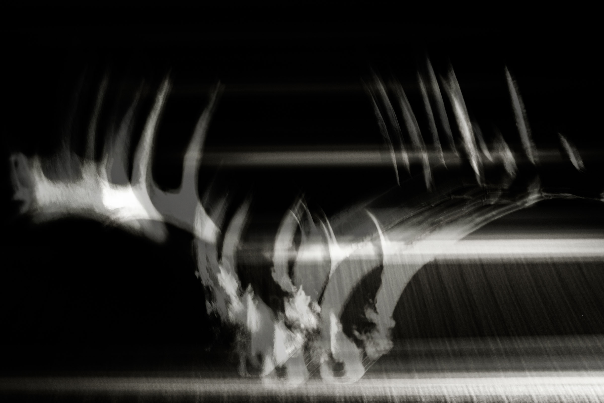 Deer Antlers Multiple Exposure