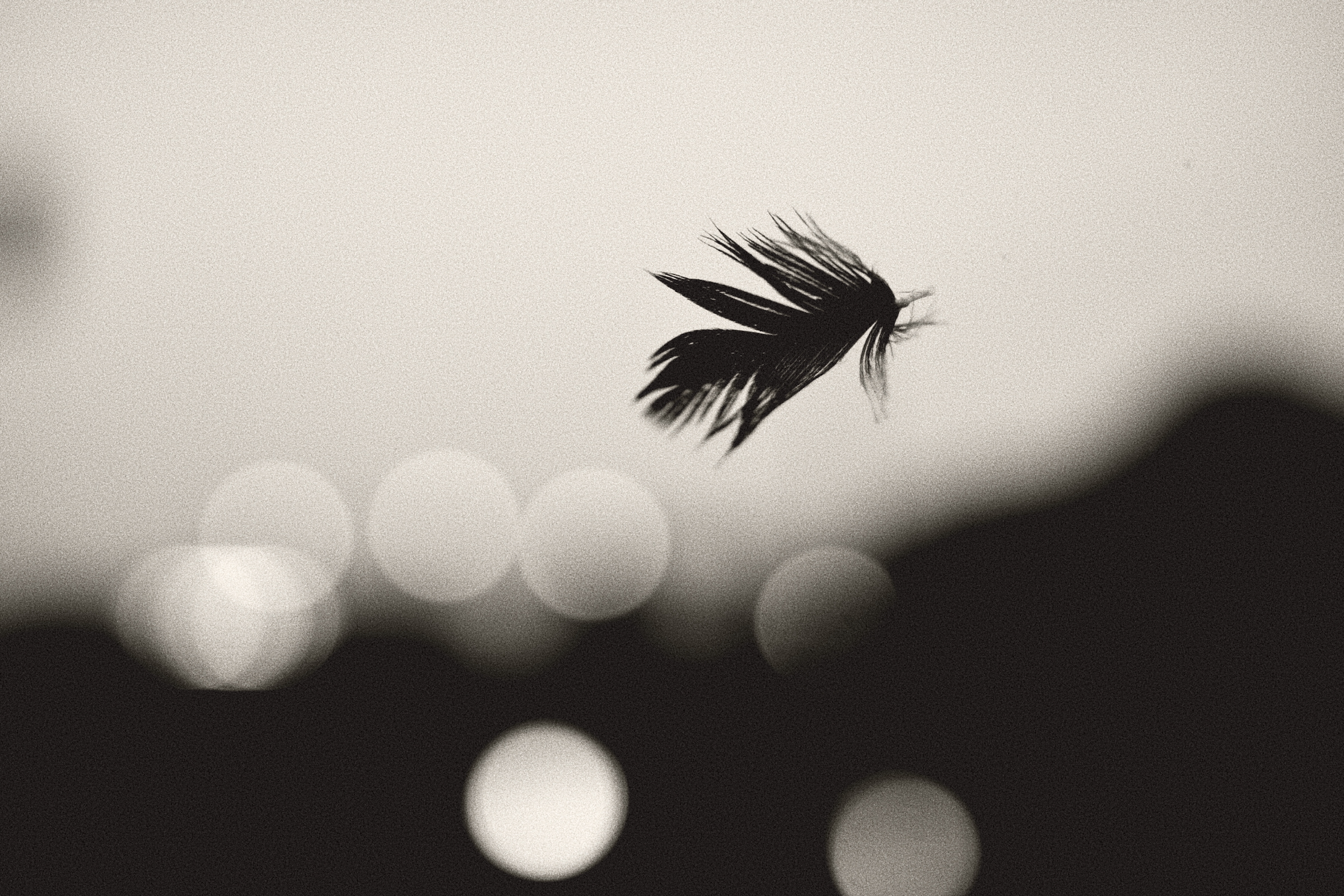 Feather on windshield 