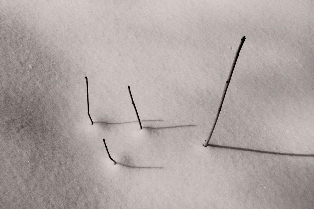 Shadows on Black Bear Rd