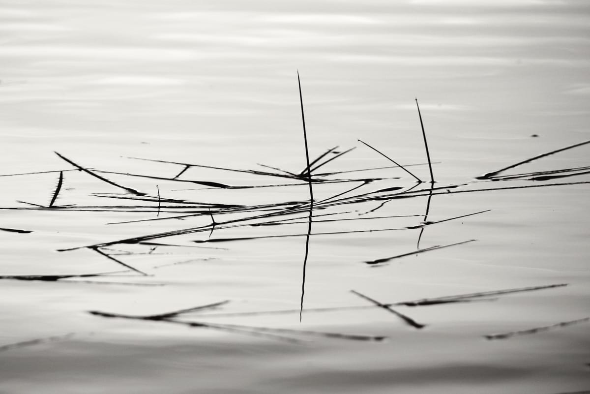 Photos from the Week