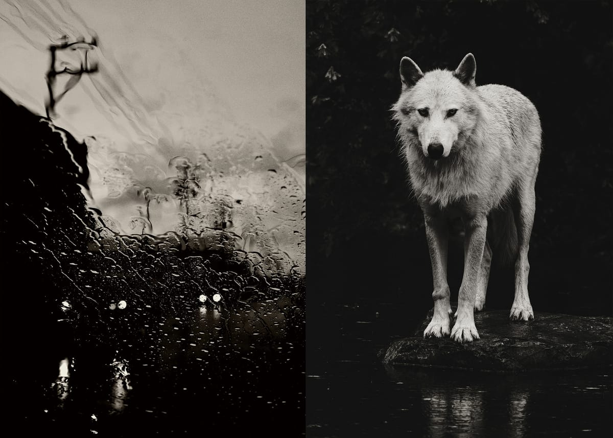 Wolves and Rainy Streets