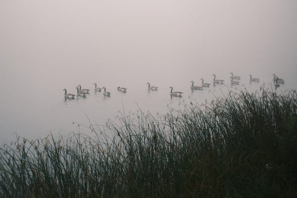Foggy Drive Part 2: Day